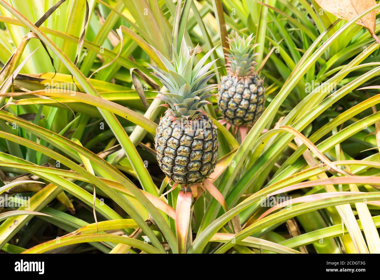 Pineapple plants in Hawaii with growing pineapple Stock Photo Alamy