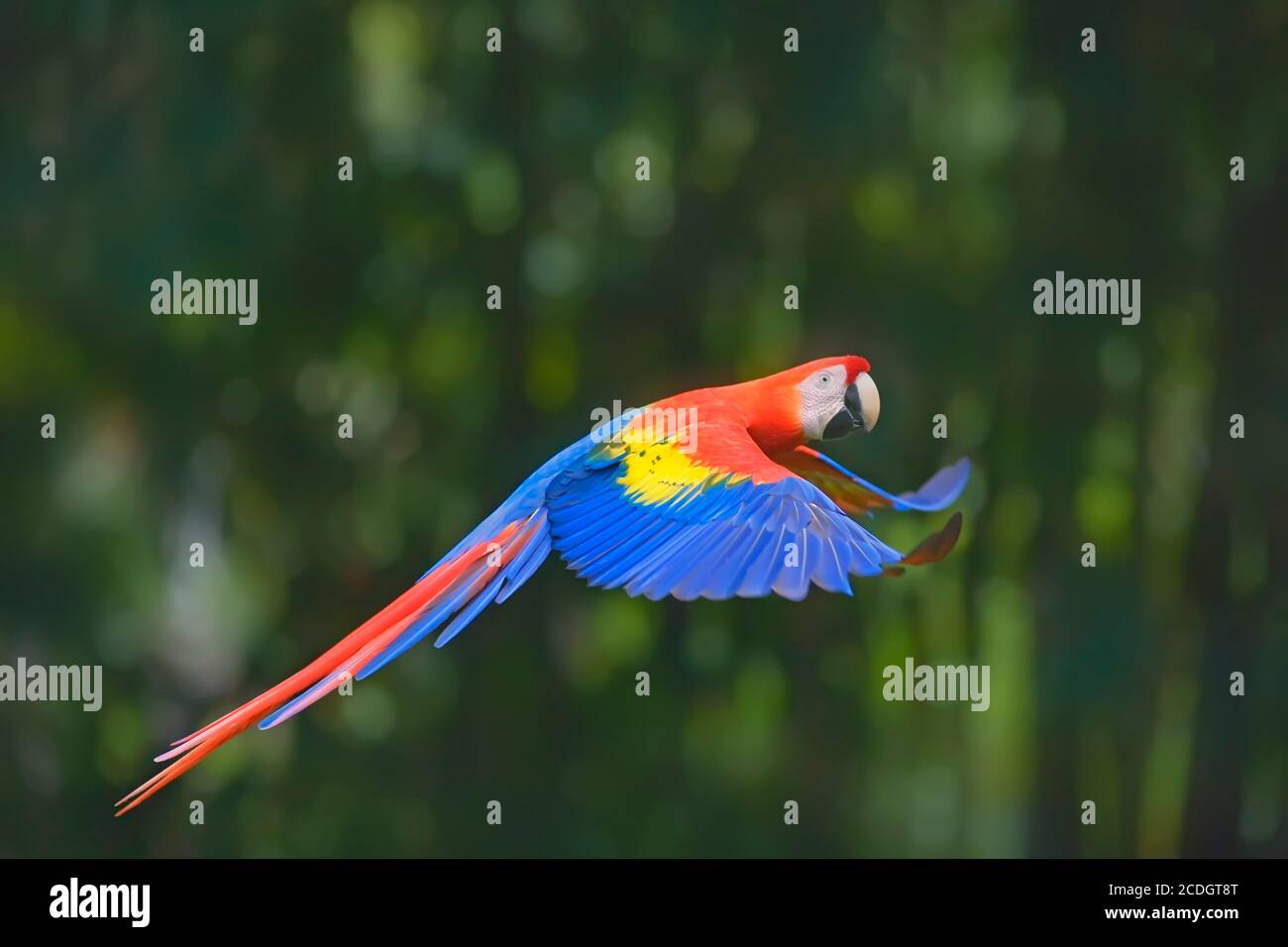 Scarlet Macaw (Ara macao) on flight, Corcovado National Park, Costa Rica Stock Photo