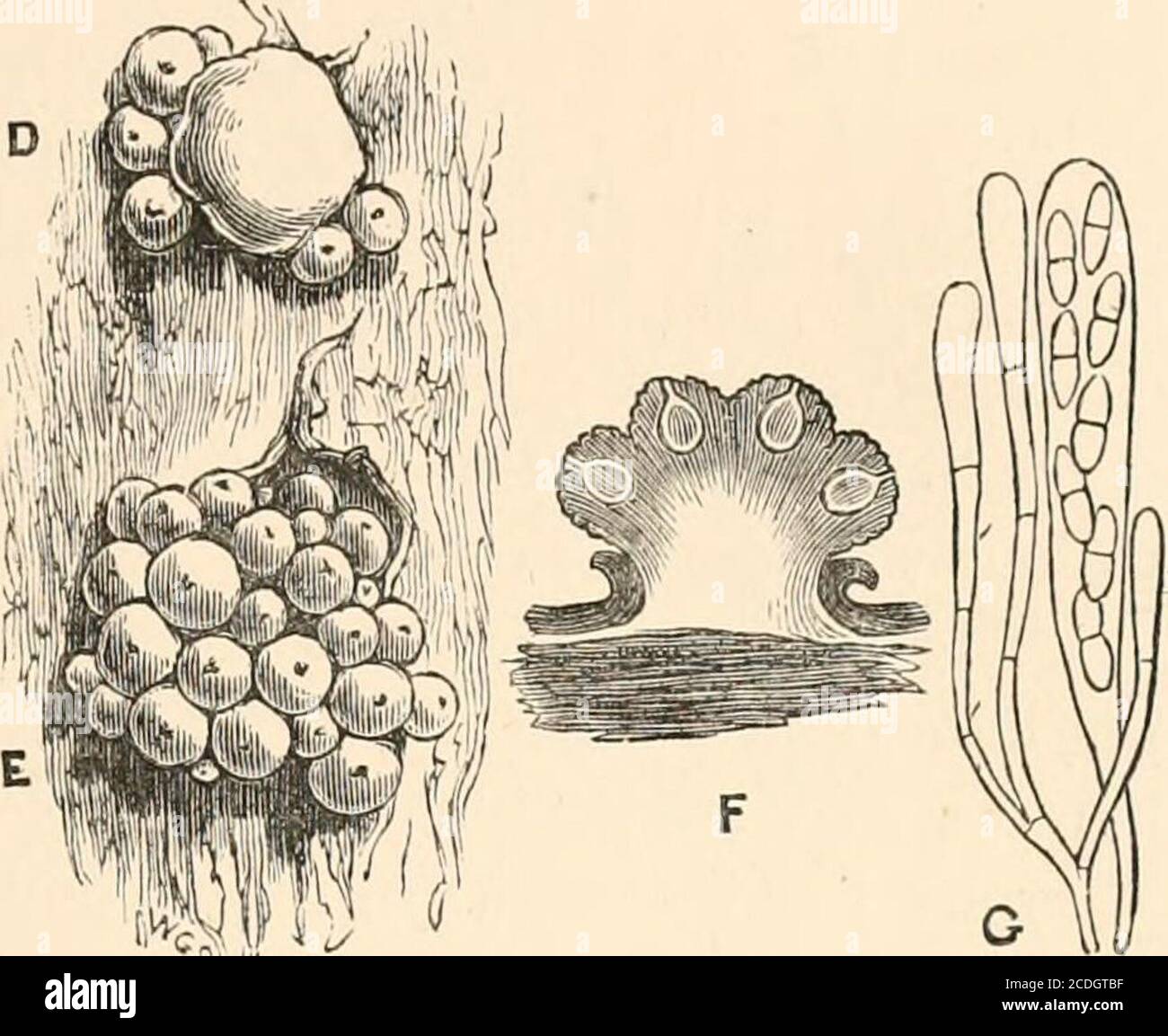 . Introduction to the study of fungi, their organography, classification, and distribution for the use of collectors . ely packed together, or, in some cases, a circle of these darkbodies around a smooth pink centre. These darker bodies arethe mature Nectria, which grow at length upon the same stroma,and are the ultimate development of the pink pustules whichproduce the conidia. Each of the dark bodies is a perithecium,or receptacle, which encloses the fruit, consisting of sporidia, con-tained in asci (Fig. 13 3 at G). Here, then, we have the Tuhercti-laria in the first instance, as a smooth, Stock Photo