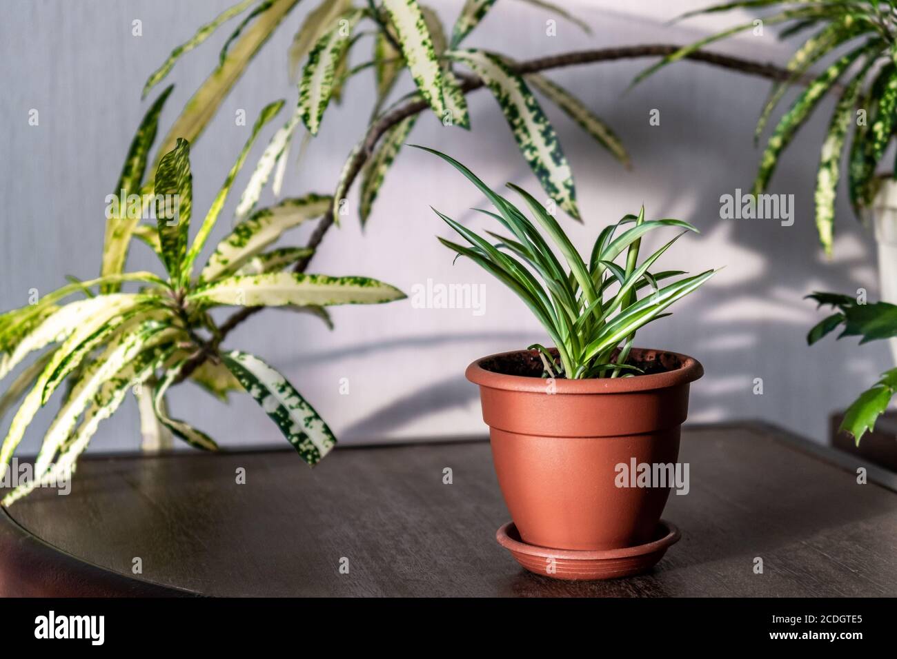 Green indoor plants in the interior of the house on a bright sunny morning. Home gardening. Cozy home decor with plants. Chlorophytum, Croton. Stock Photo