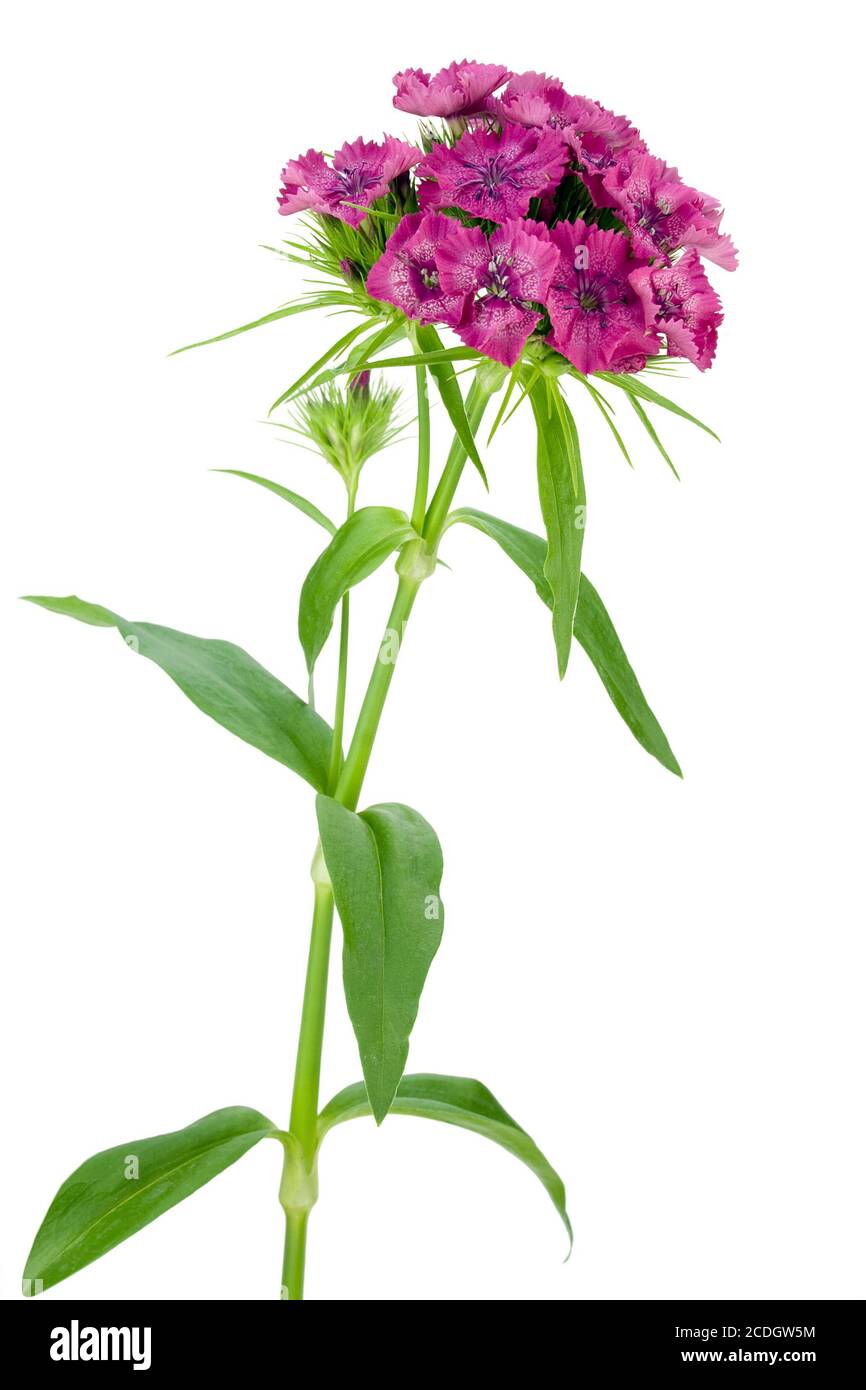 Pink carnation flower Cut Out Stock Images & Pictures Alamy