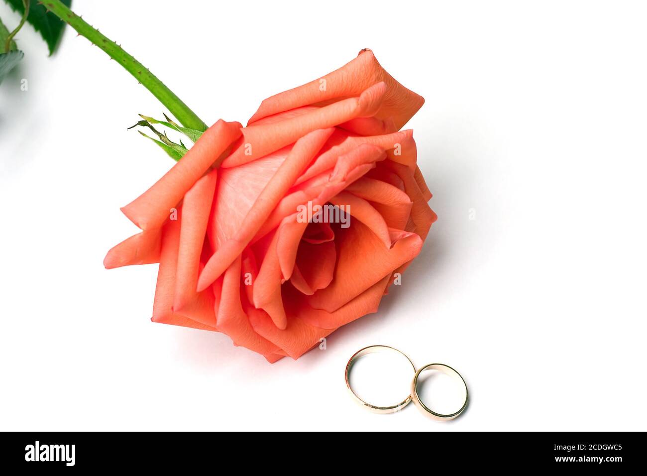 Two red roses wedding rings hi-res stock photography and images - Alamy