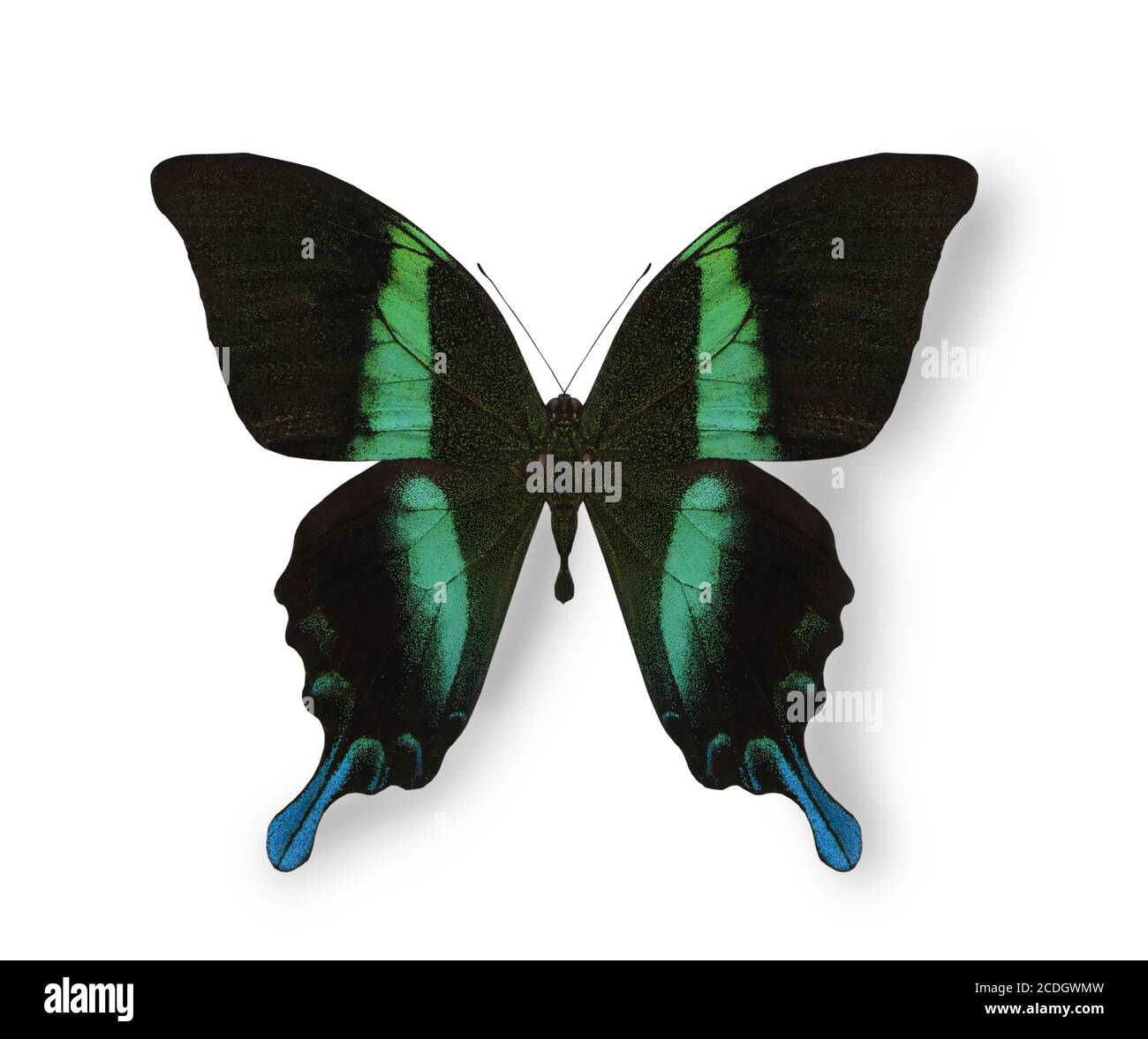 Black and blue butterfly isolated on white Stock Photo Alamy