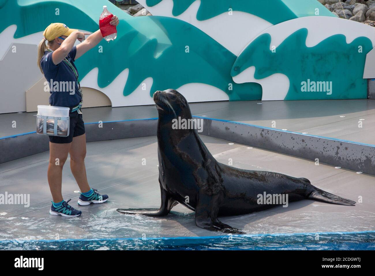 Brooklyn, NY, USA. 27th Aug, 2020. a trainer at re-opening of the New York City Aquarium in Coney Island in attendance for The New York Aquarium Reopens to the Public After Closing Due To Corona Virus, Coney Island, Brooklyn, NY August 27, 2020. Credit: Mark Doyle/Everett Collection/Alamy Live News Stock Photo
