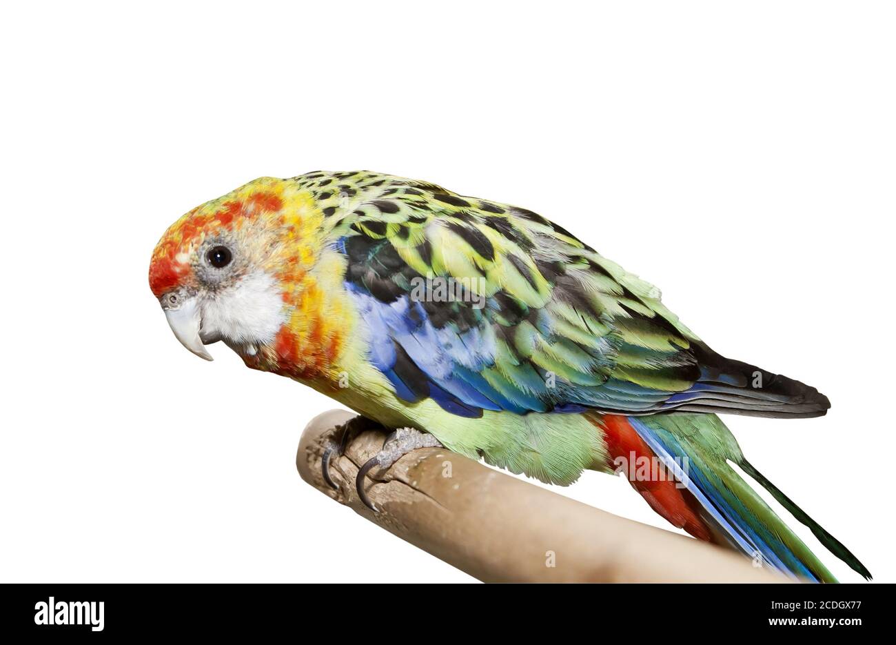 Parrot tongue hi-res stock photography and images - Alamy