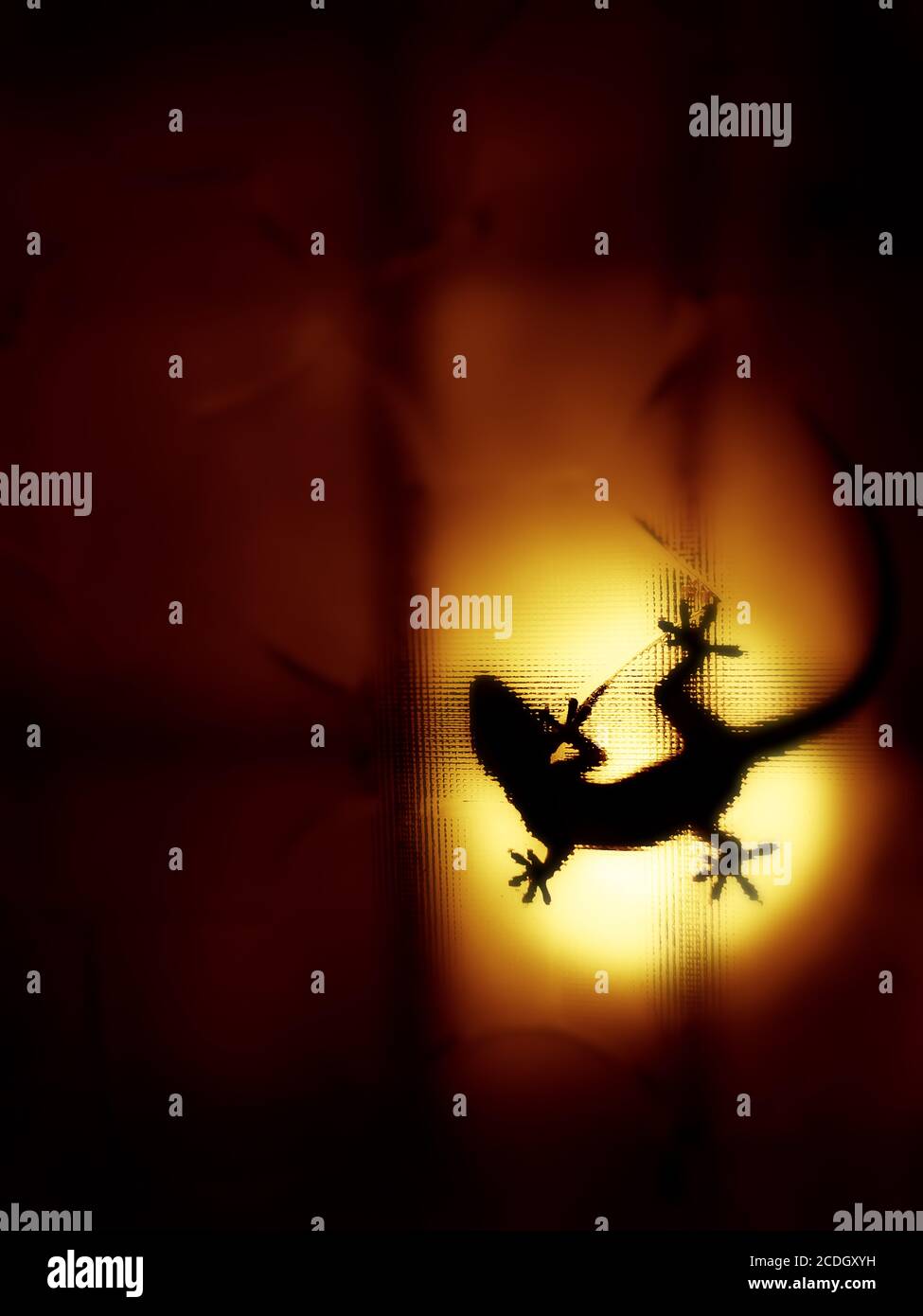 House gecko shadow spotted on orange  backlight of the textured glass. Stock Photo
