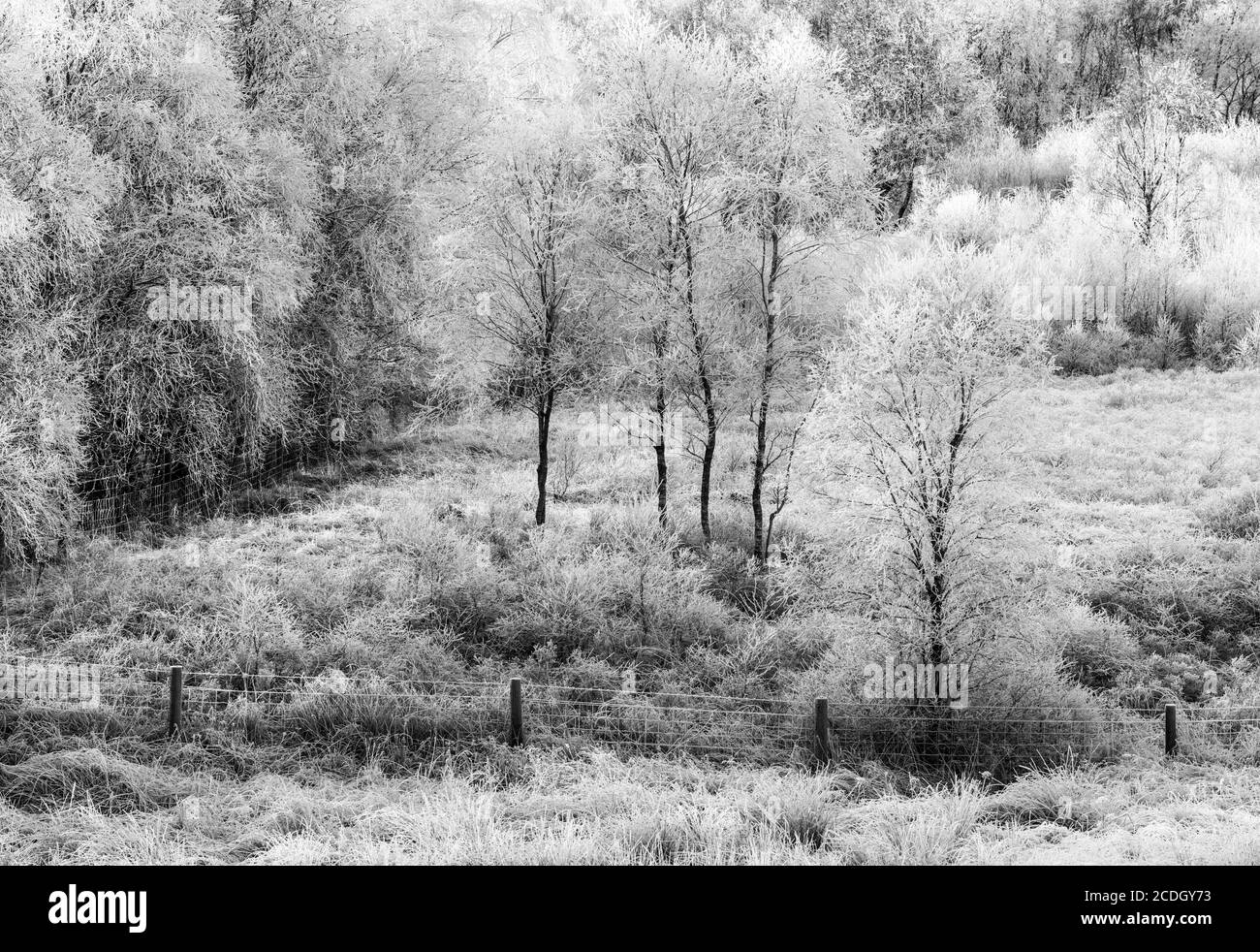 Trees covered in hoarfrost, Highlands, Scotland Stock Photo