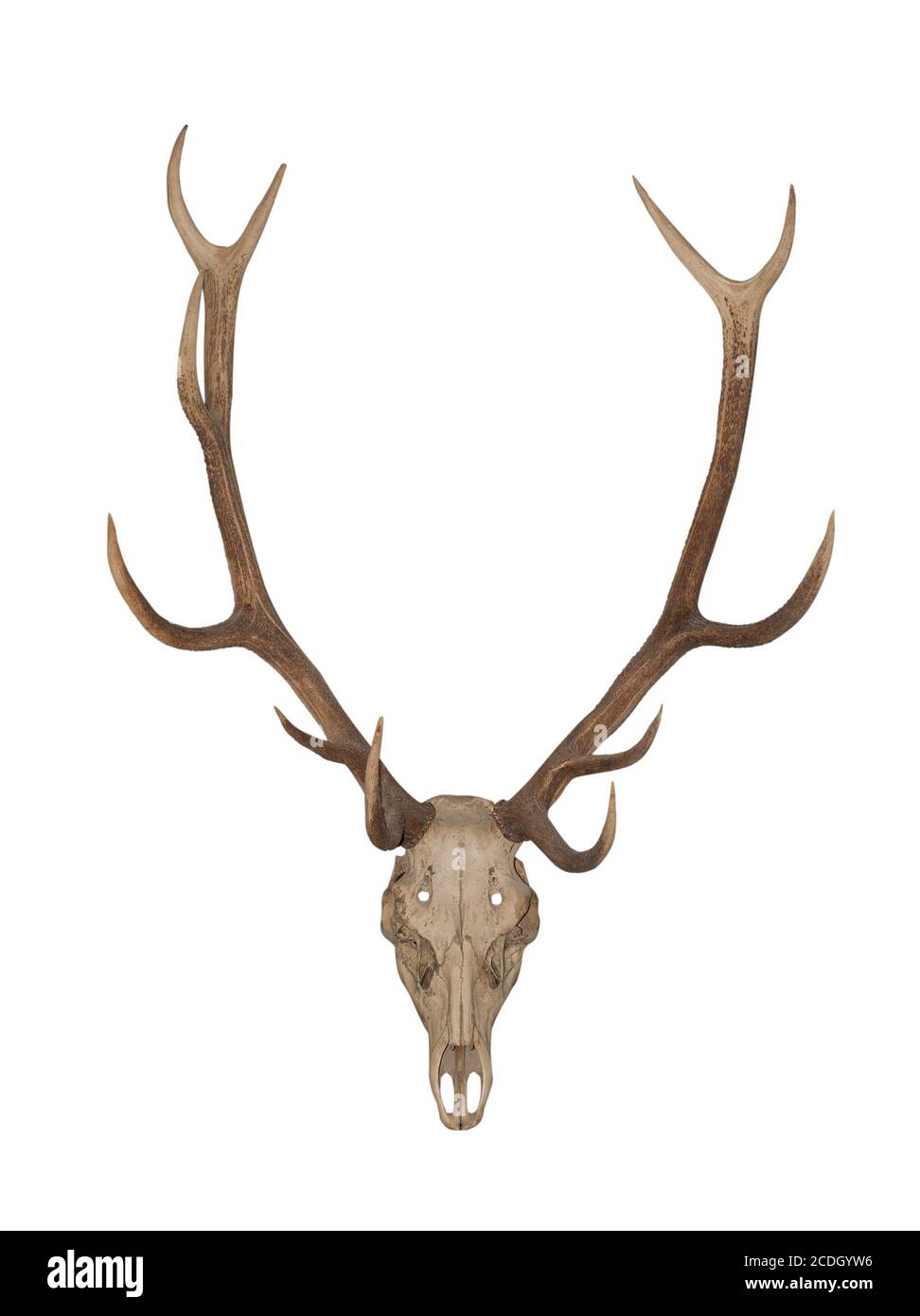 Horns of an animal Stock Photo Alamy