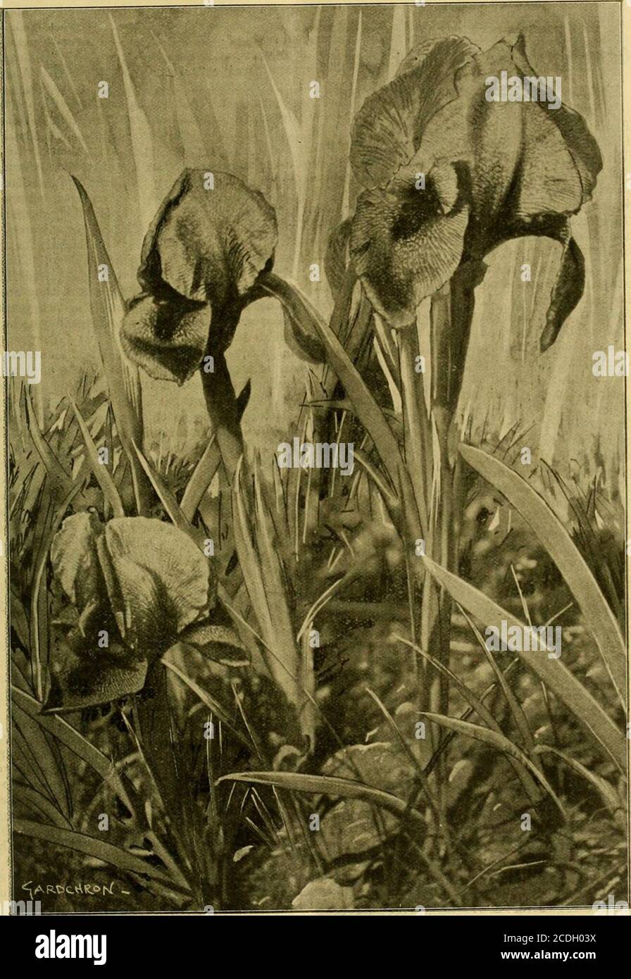 . The Gardeners' chronicle : a weekly illustrated journal of horticulture and allied subjects . usua ly five ovi-tcleaflets, varying from 2 to 5 inches in length;the inflorescences are produced both on the old.and new growths ; the papilionaceous flowers are-borne on a loose raceme, which is from 9 to 15inches in length, the inflorescence very much,resembling that of a Lonchocarpus. The flowers. September 3, inoi. THE GARDENERS CHRONICLE. 163 are white and sweetly-scented, rather less thanJ-inoh in length. The slender iJedicel and thecalyx are brown-red in colour, making a prettycontrast with Stock Photo