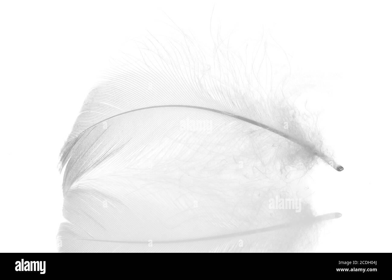 Feather isolated Stock Photo