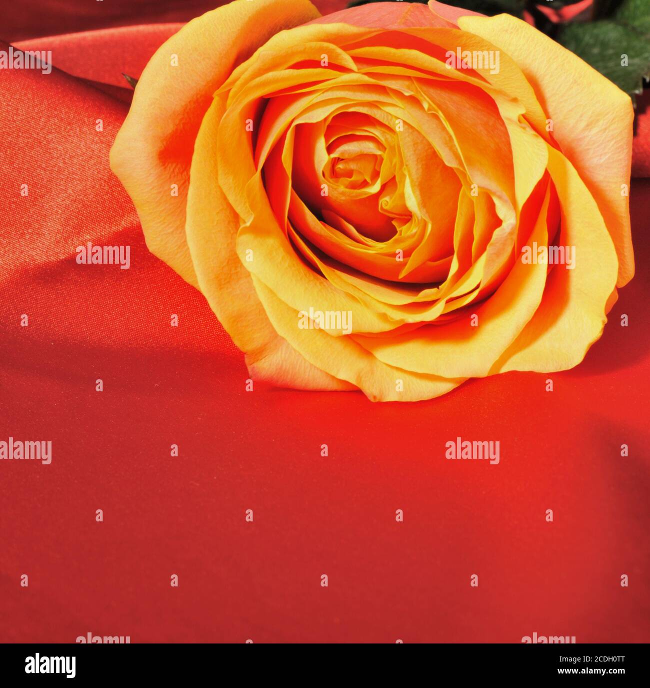 Red silk rose hi-res stock photography and images - Alamy