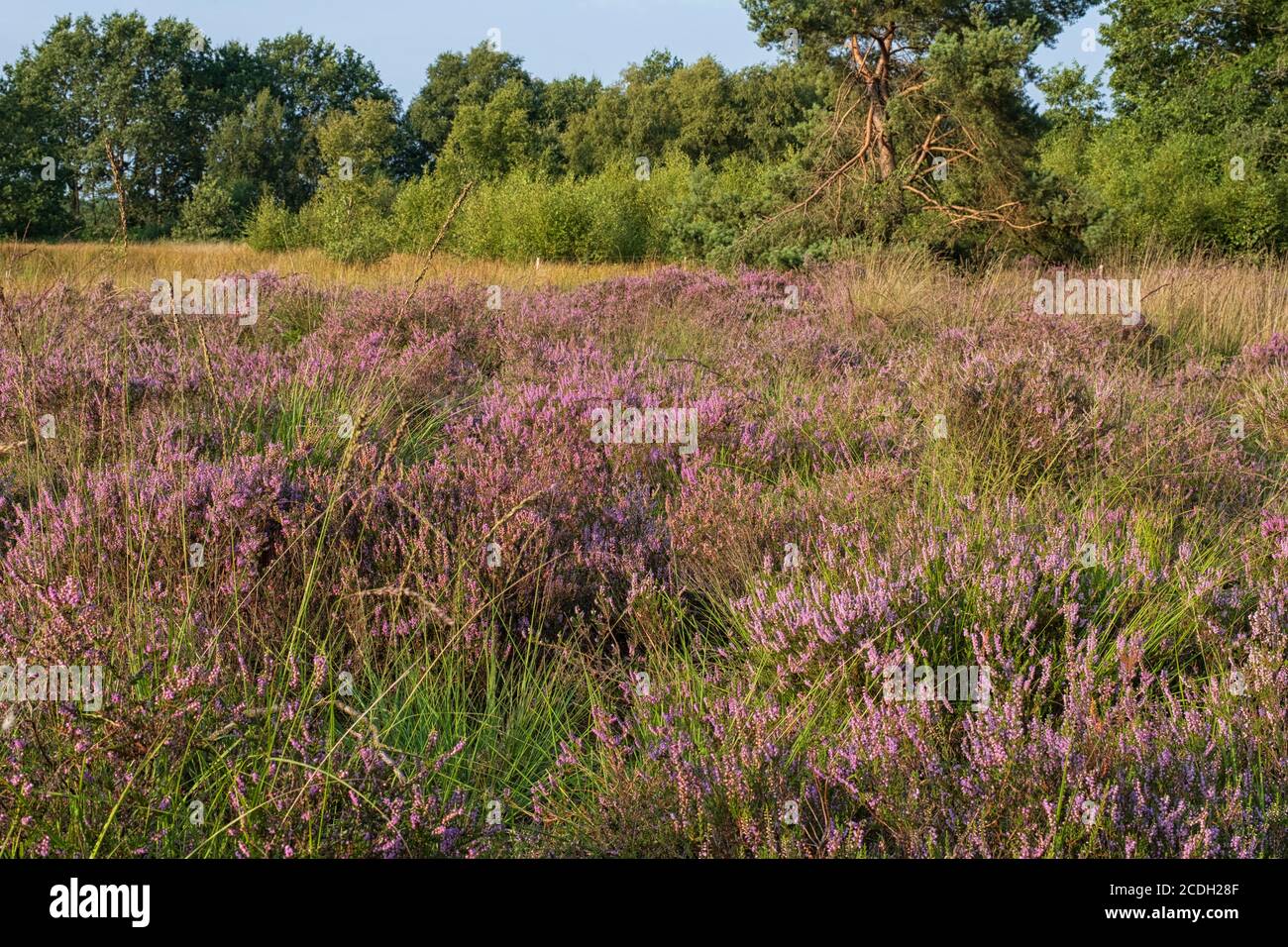 Purple summer heather Stock Photo