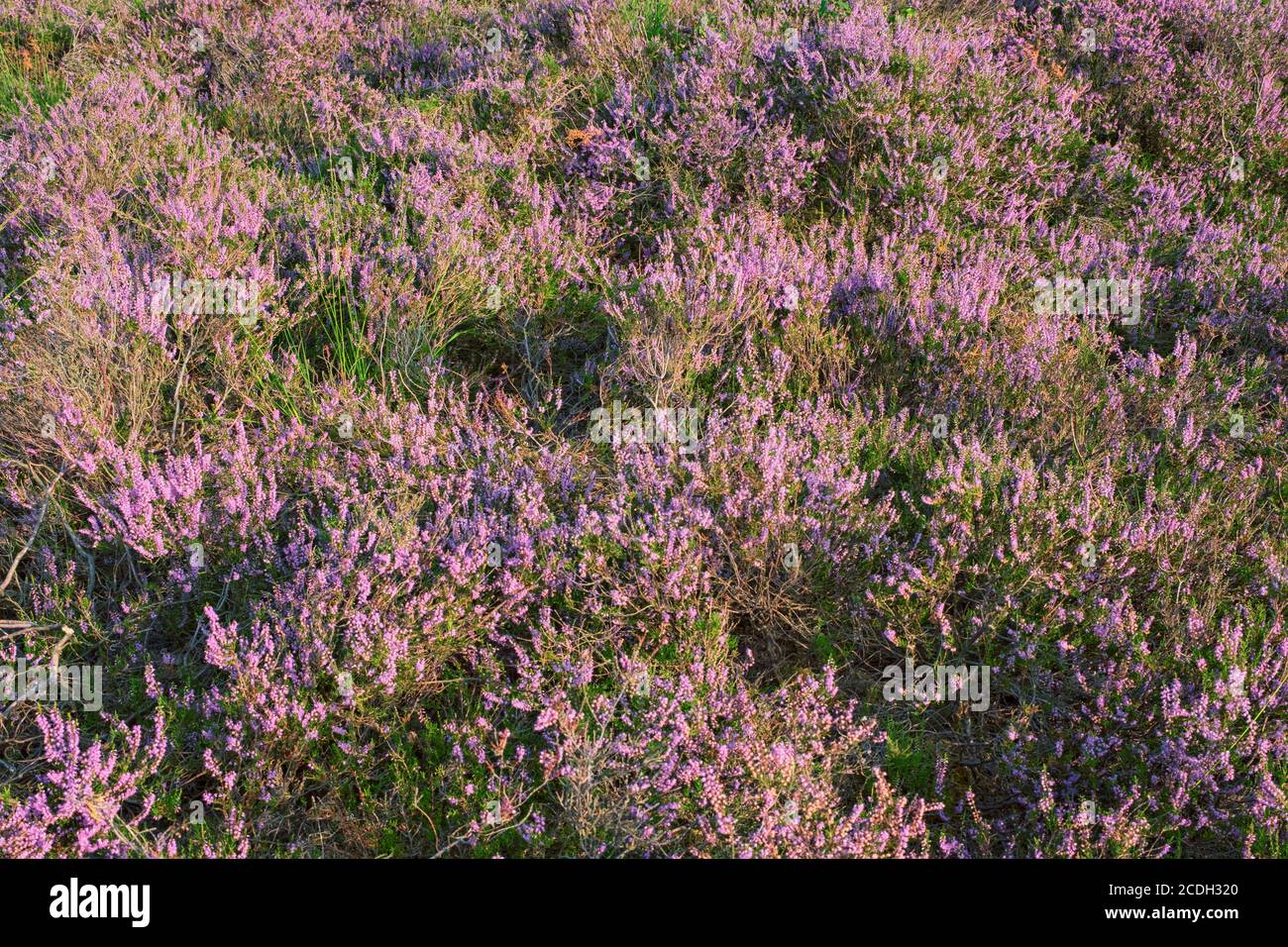 Pink heather as background Stock Photo