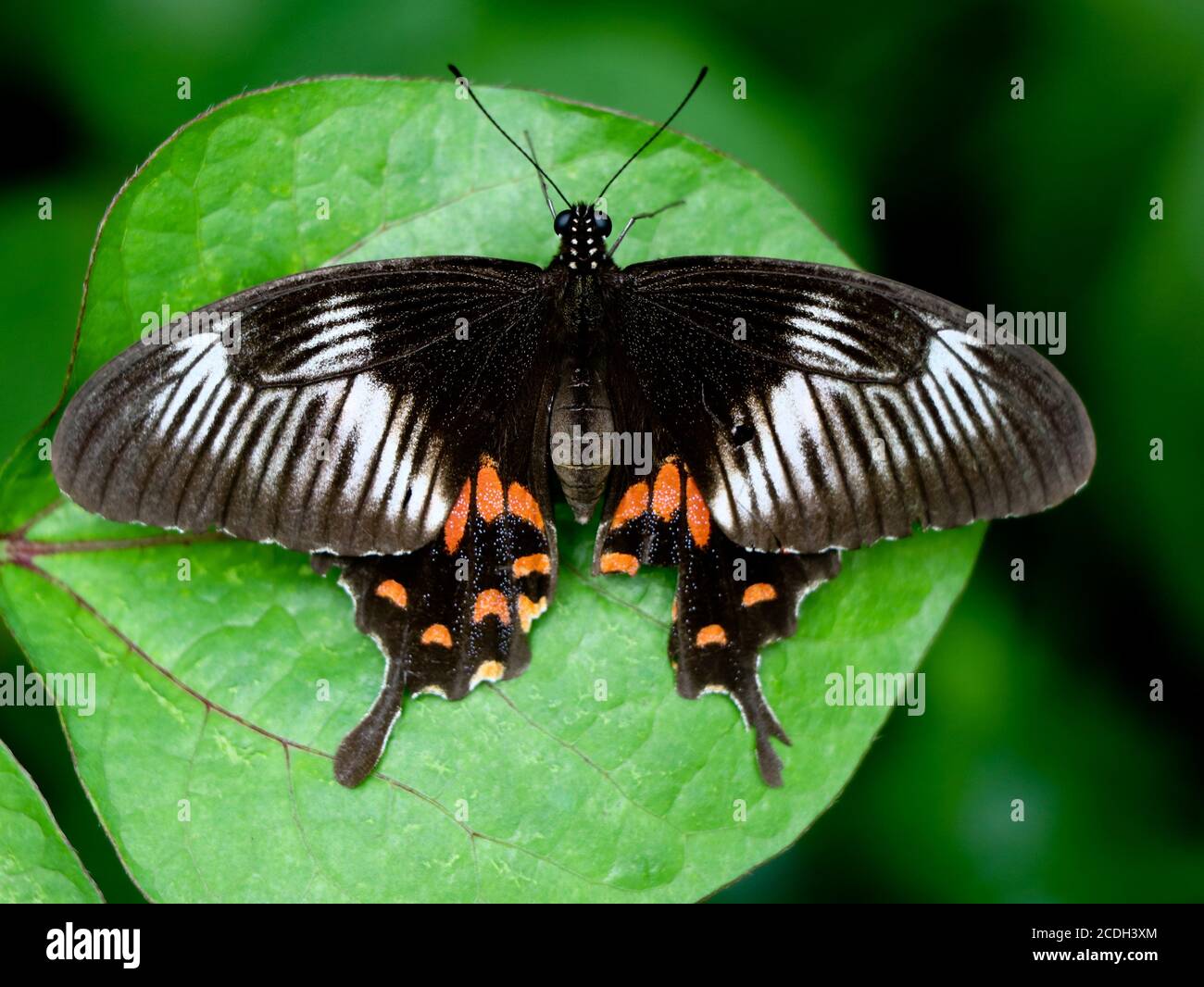 Multi colored butterfly hi-res stock photography and images - Alamy