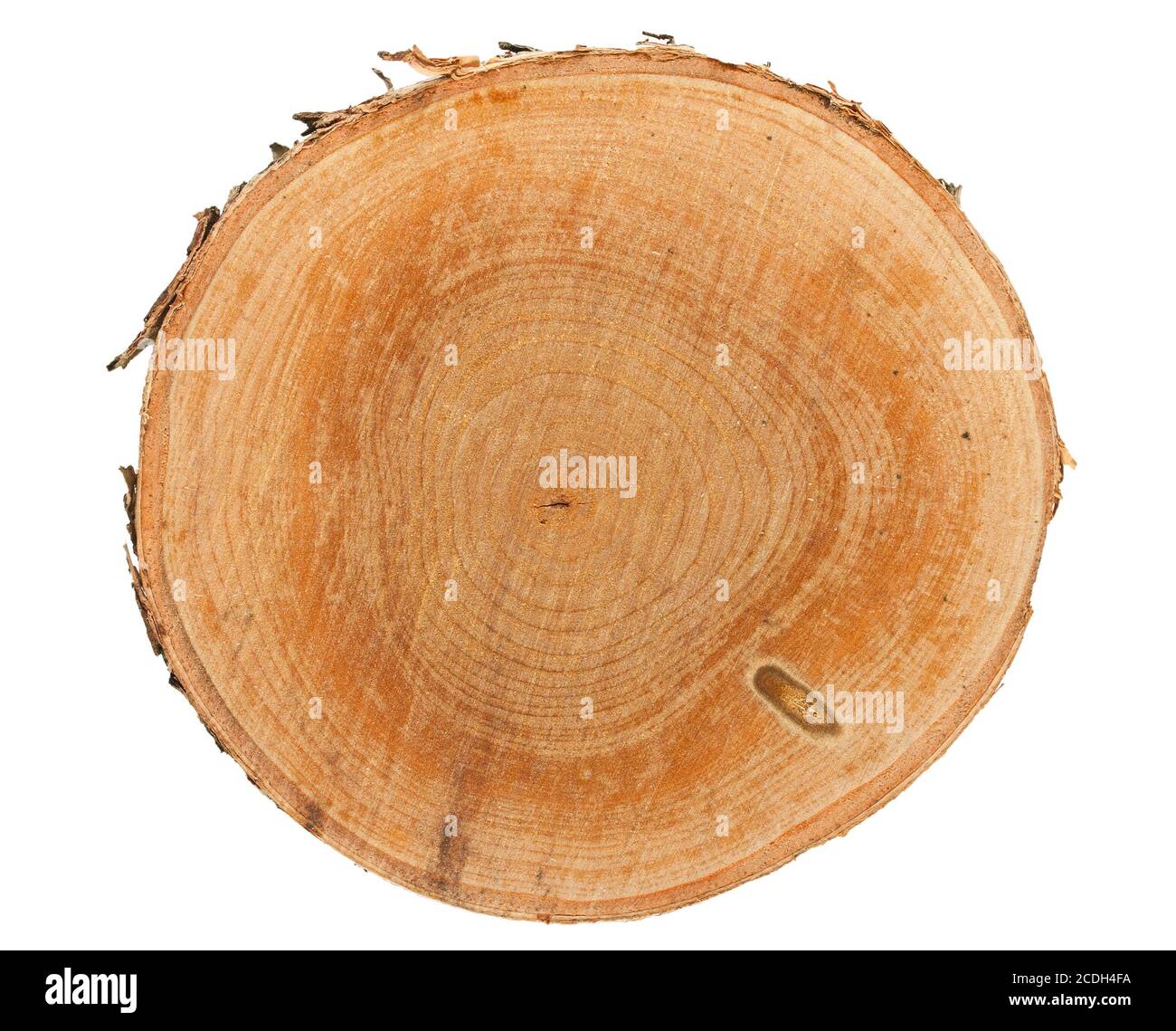 Tree stump top view Stock Photo