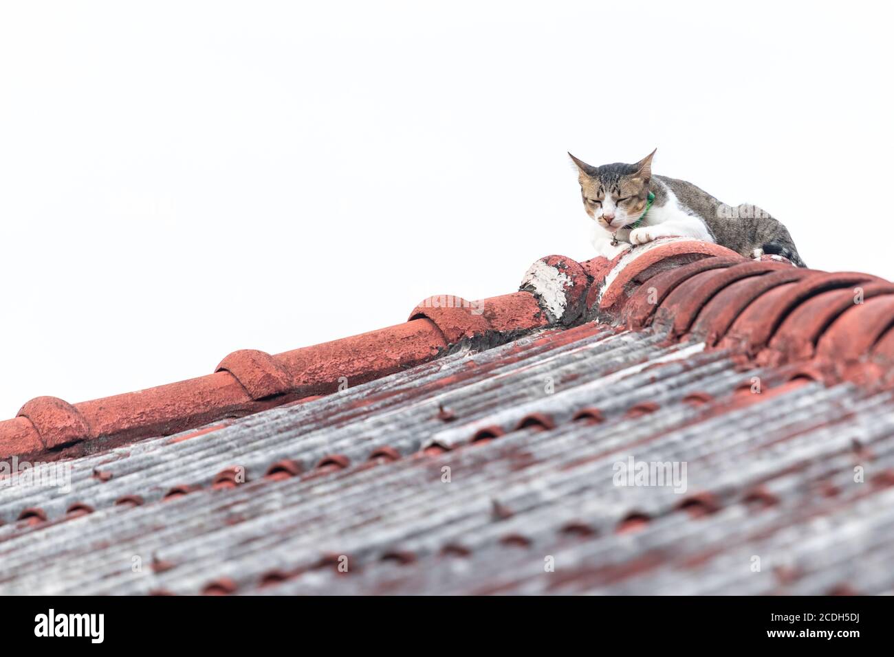 A Cat Sleeping On The Tile Roof Stock Photo Alamy