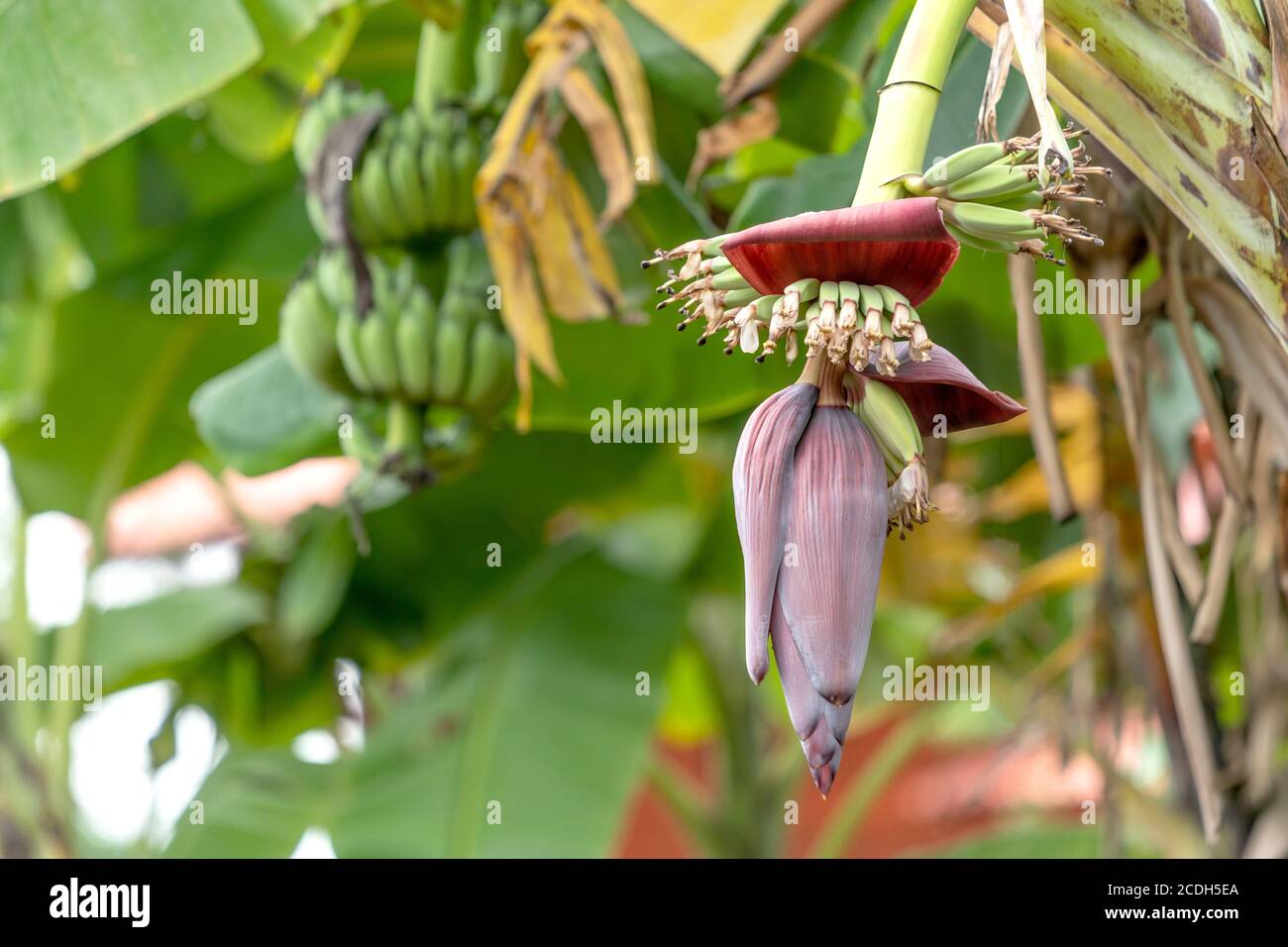 Close up banana blossom, banana flower hanging on a banana tree with