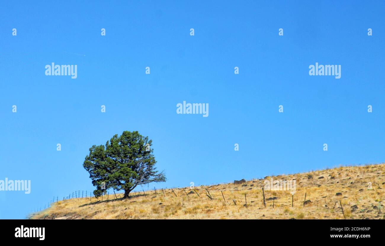Blue isolated tree hill hi-res stock photography and images - Alamy