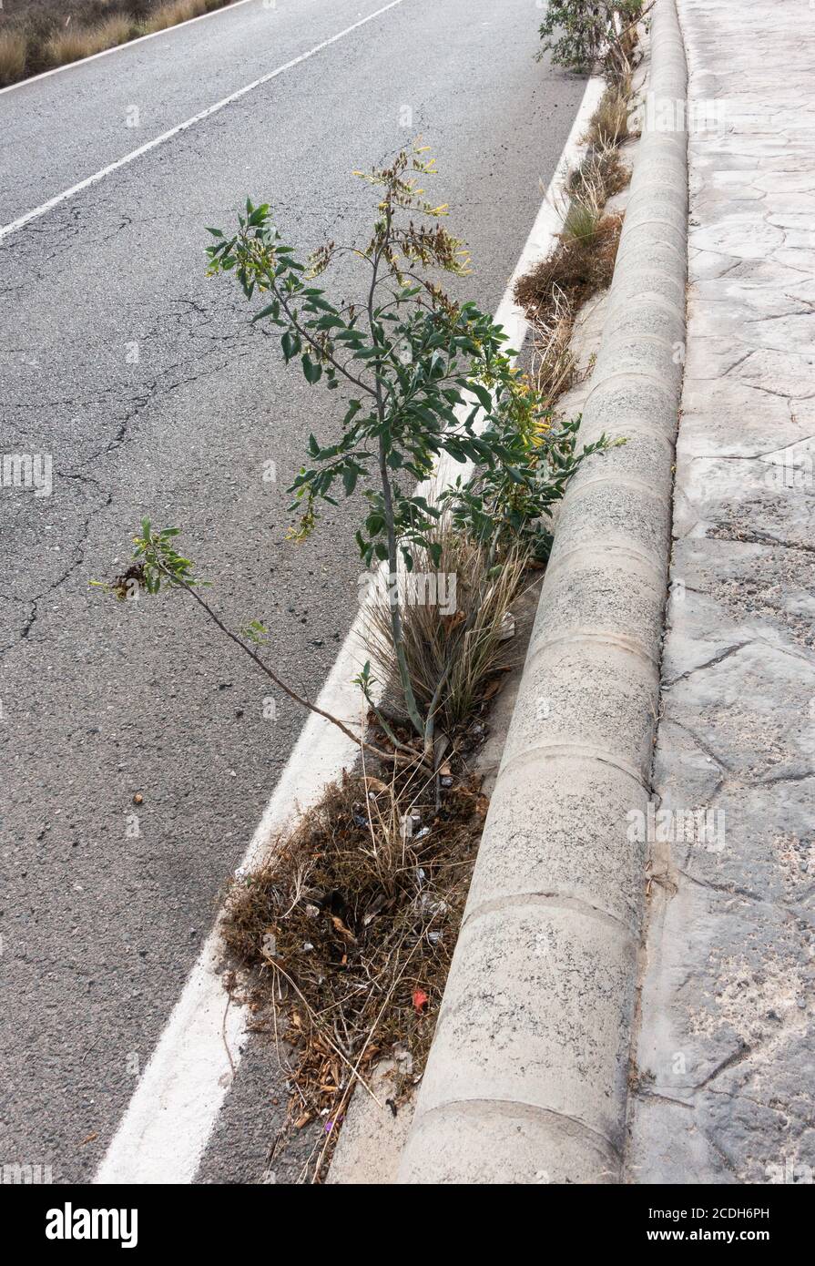 Nicotiana Glauca (Tree tobacco) growing through Tarmac on roadside in Spain Stock Photo