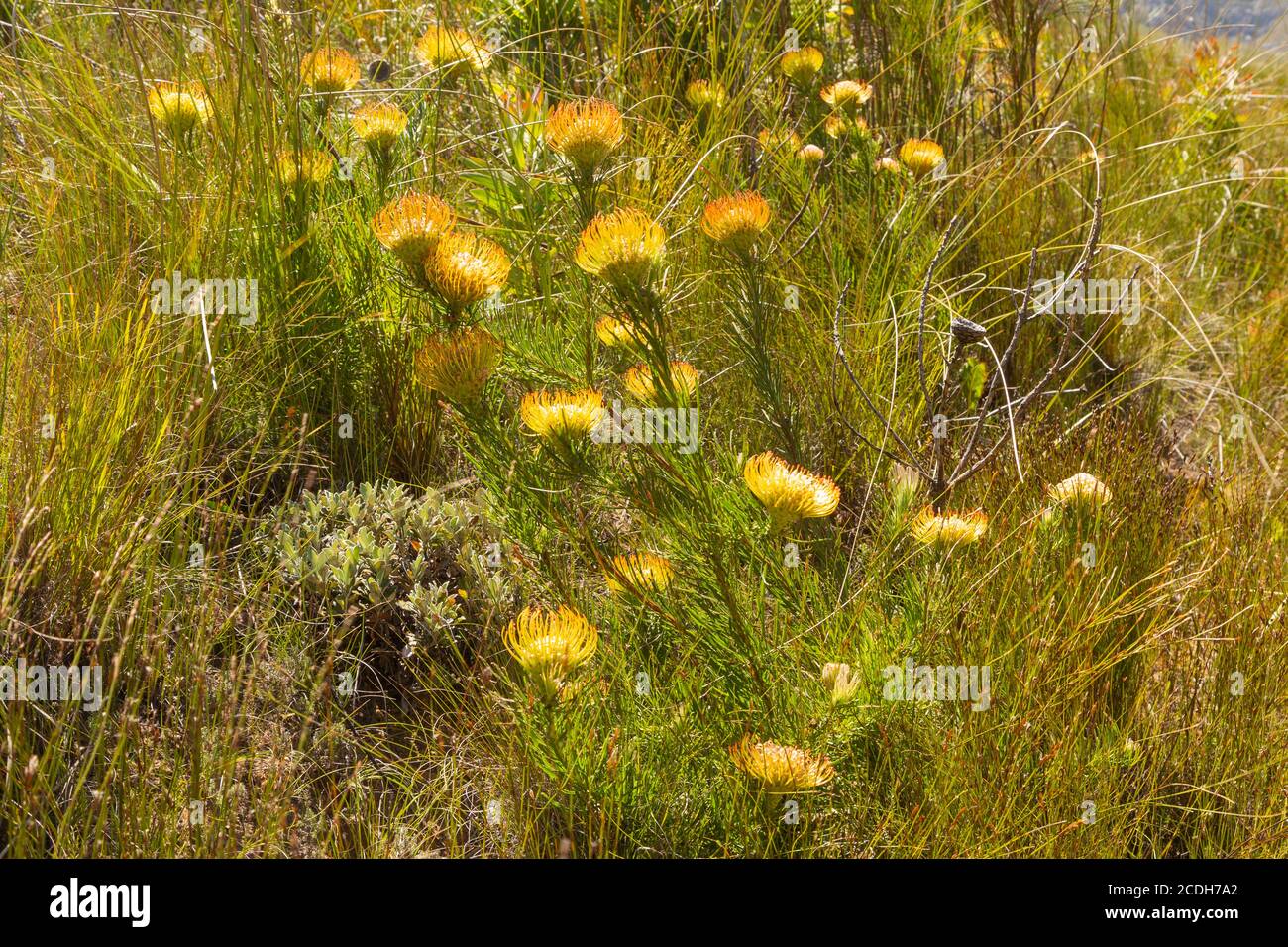 Leucospermum lineare close to Stellenbosch, Western Cape, South Africa Stock Photo