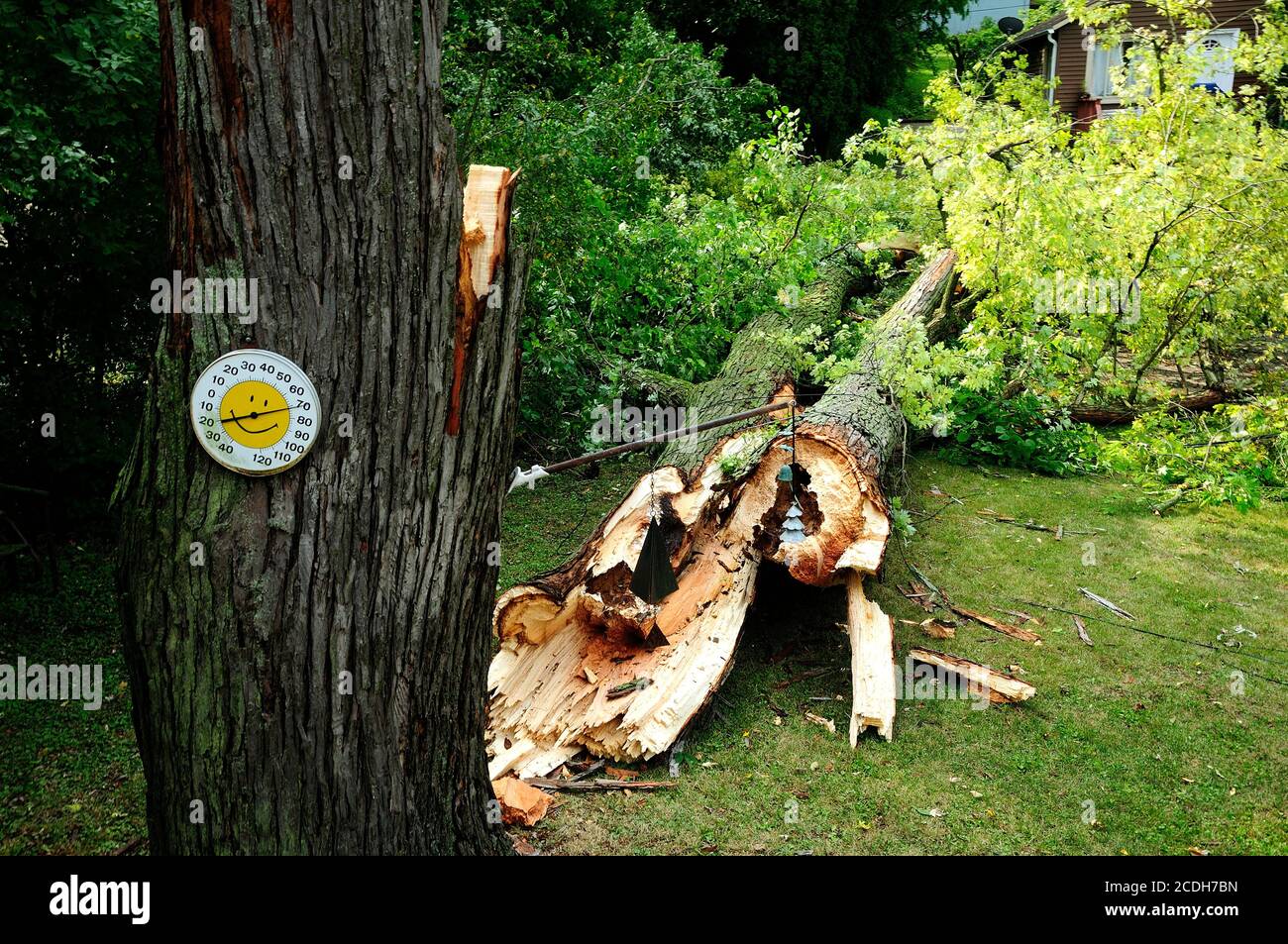 Giant maple tree downed by wind storm next to house. Stock Photo
