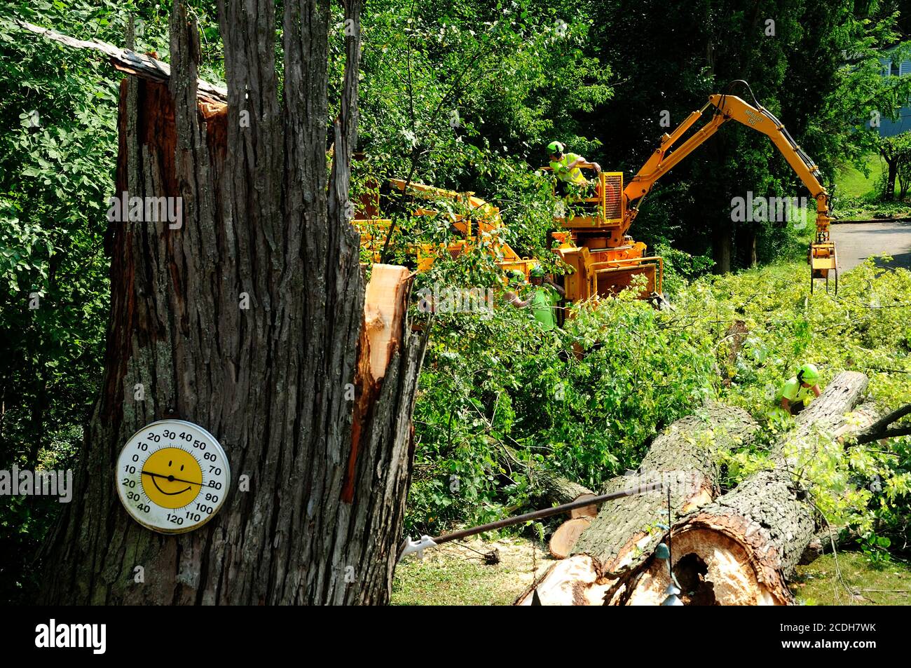 Giant maple tree downed by wind storm next to house. Stock Photo