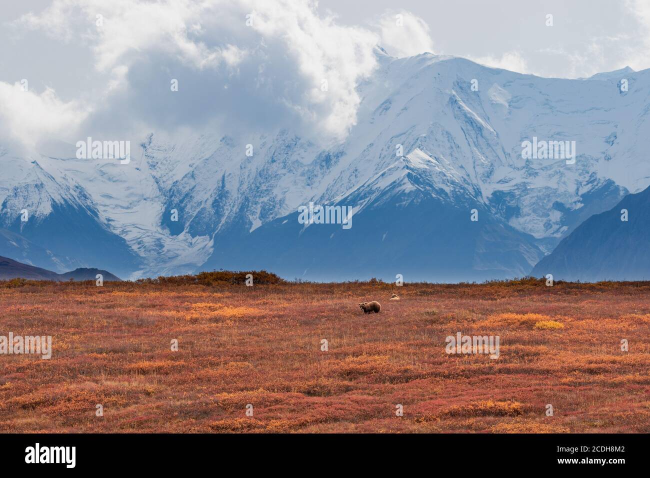 Grizzly Bear Sow and Cub in Denali National Park Alaska in Autumn Stock Photo