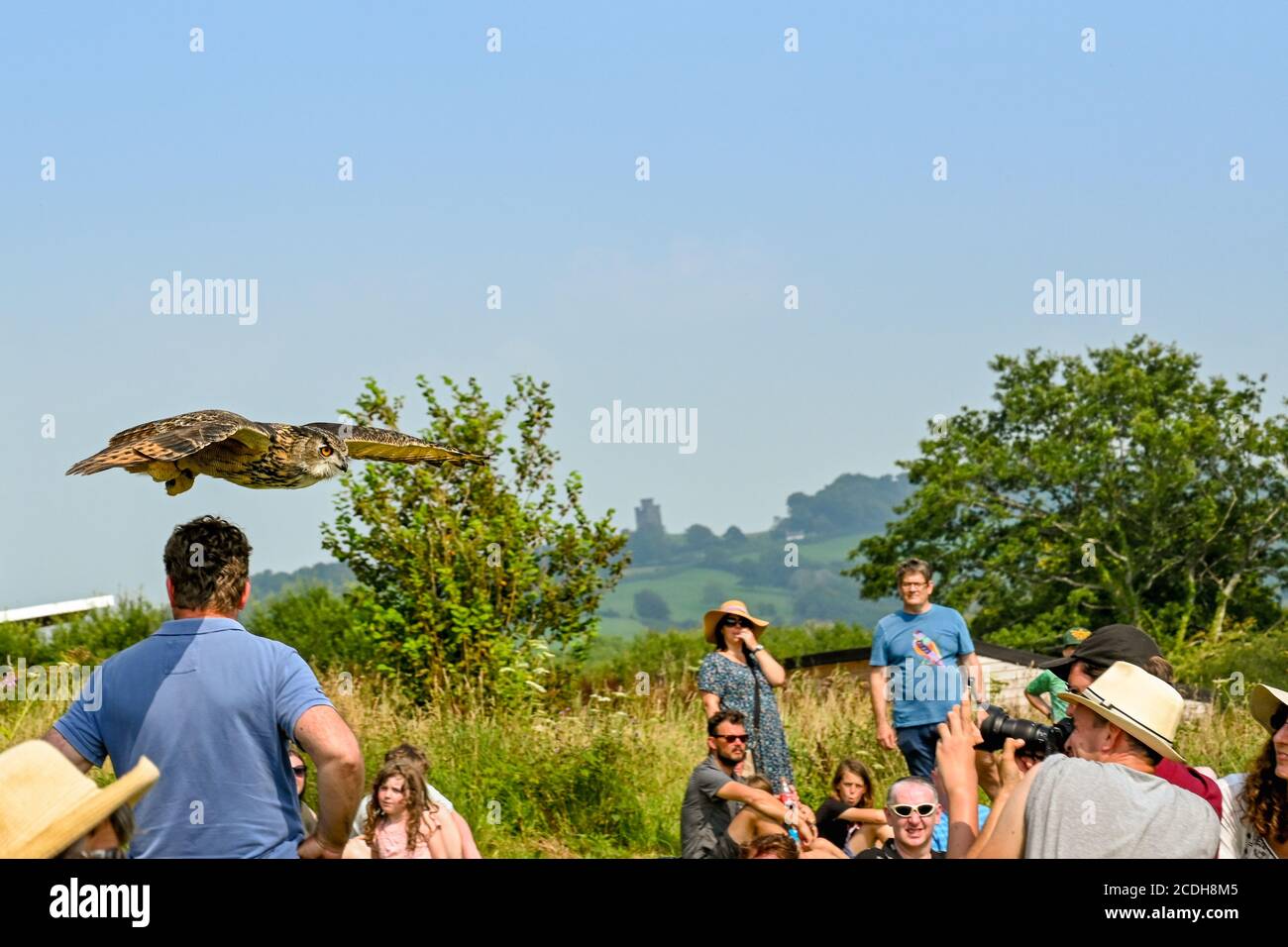 Carmarthen, Wales - August 2020: Eagle owl flying low over people's heads during a display by the British Bird of Prey Centre in Carmarthenshire Stock Photo