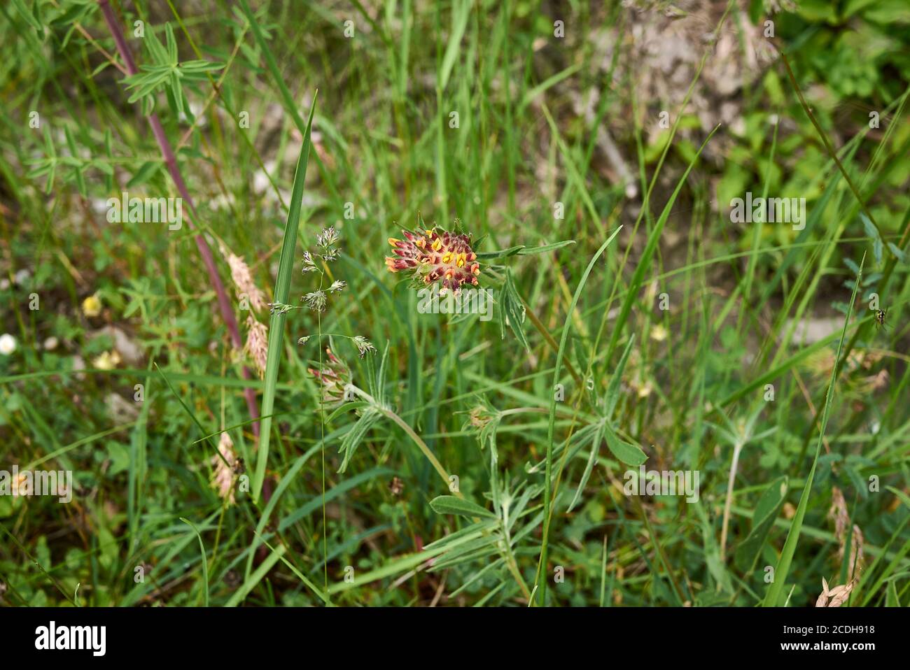 Anthyllis vulneraria yellow and orange inflorescence Stock Photo