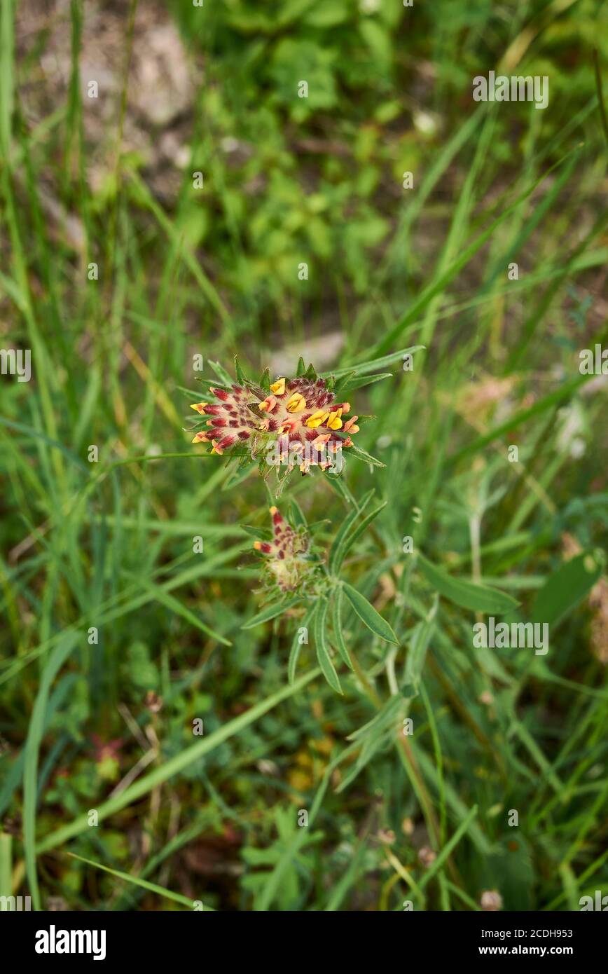 Anthyllis vulneraria yellow and orange inflorescence Stock Photo