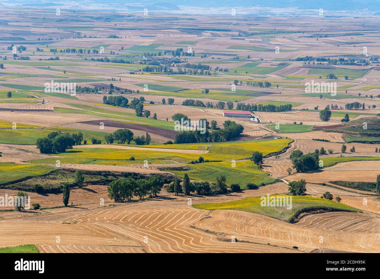 High angle view of farmland with fields for sunflower cultivation. Summer time, La Bureba, Burgos Stock Photo