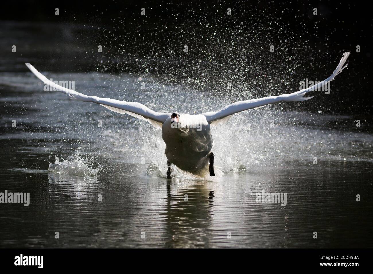 Mute Swan landing in water Stock Photo