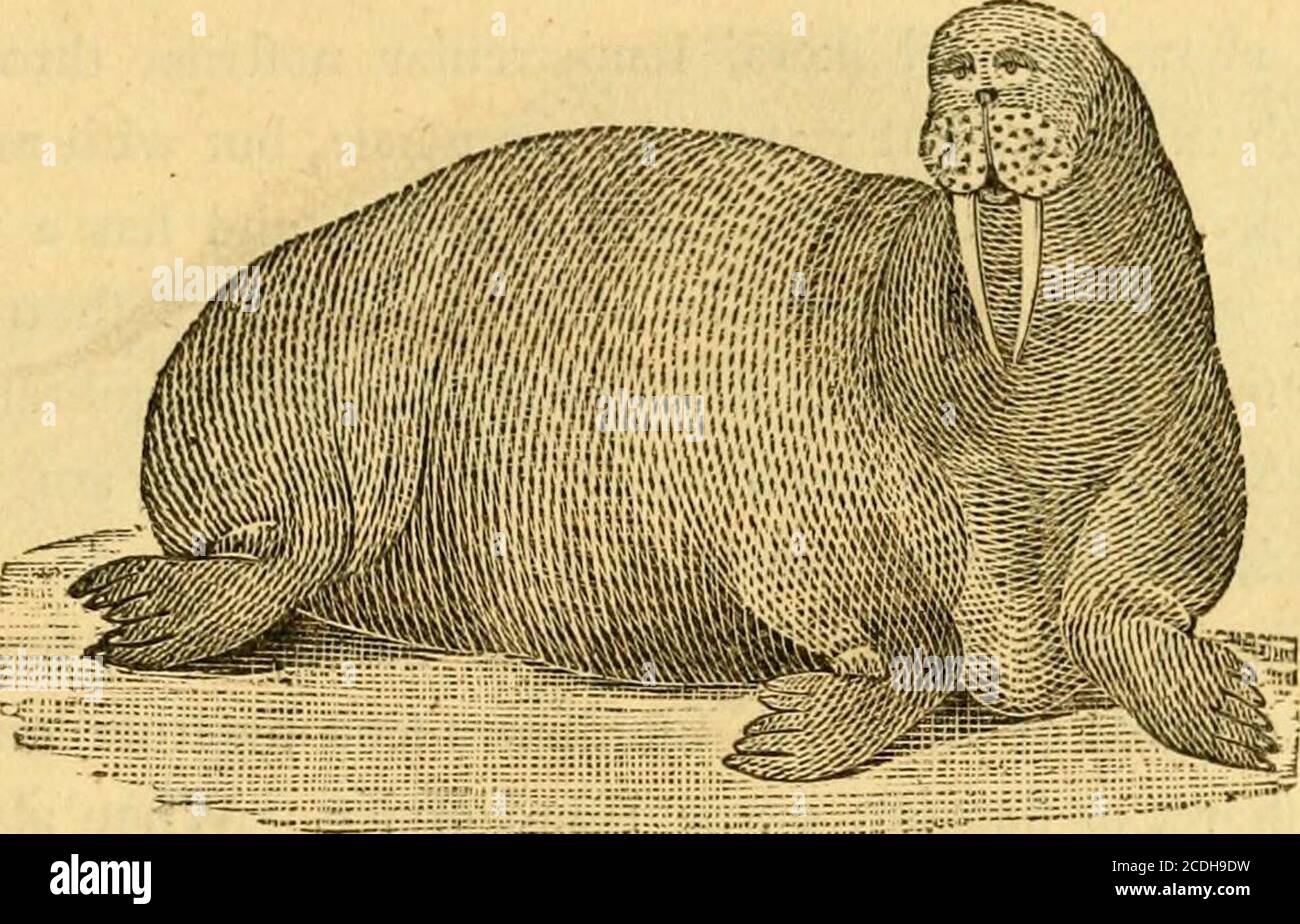 A general history of quadrupeds : the figures engraved on wood . three feet long from nofe totail: The figures on the fhoulders are of an oblongform; thofe on the rump A general history of quadrupeds : the figures engraved on wood . three feet long from nofe totail: The figures on the fhoulders are of an oblongform; thofe on the rump