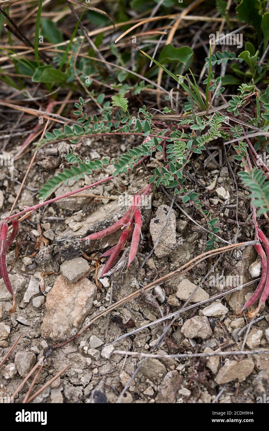 Astragalus monspessulanus pink flower and leaves close up Stock Photo
