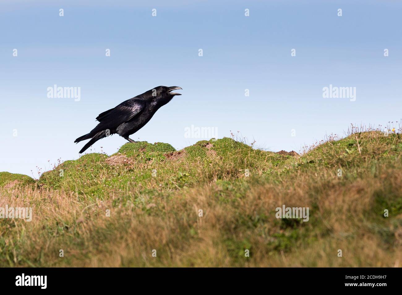 Raven calling on Cornish sea cliff Stock Photo