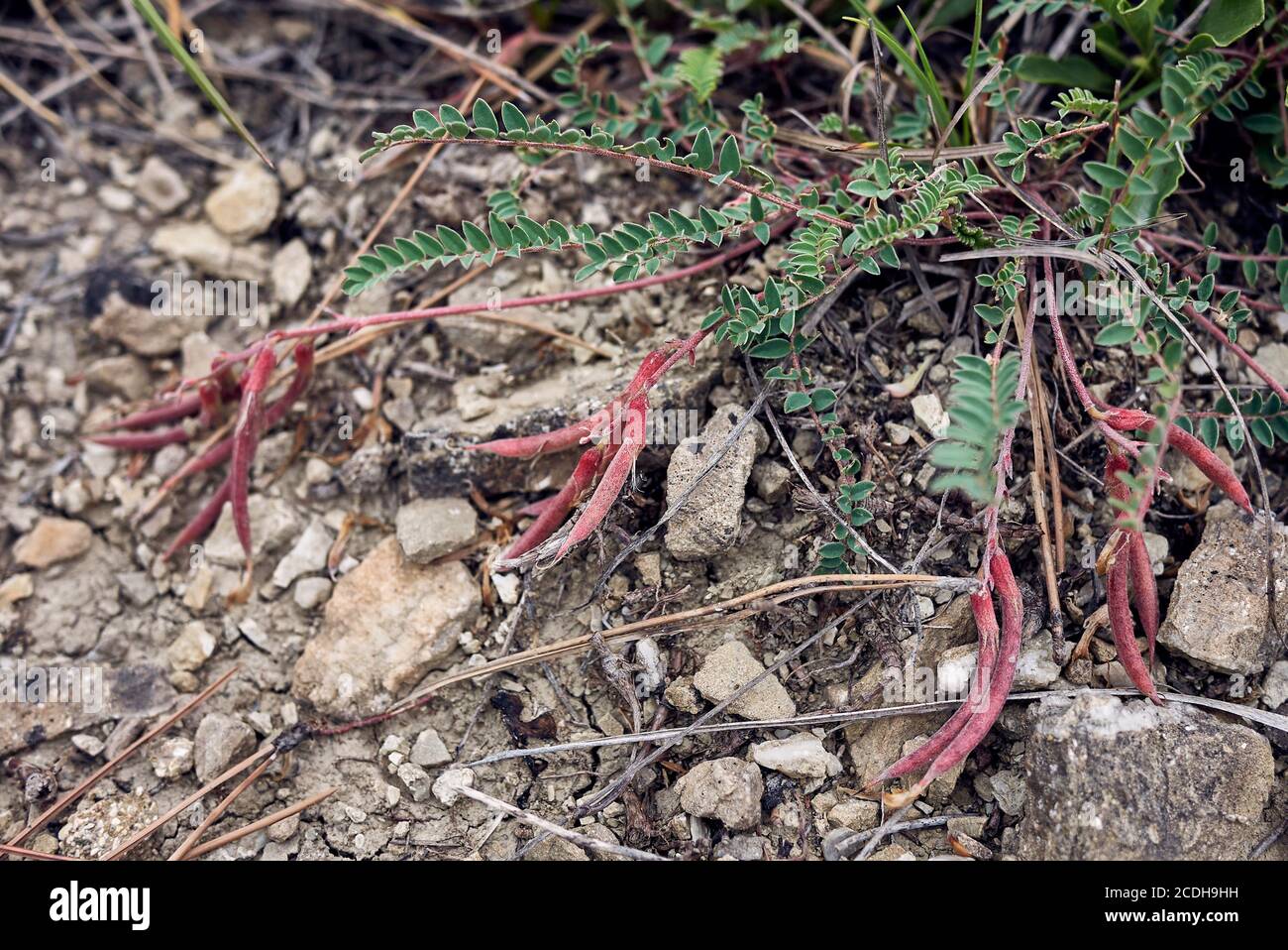 Close up green leaves pink hi-res stock photography and images - Alamy