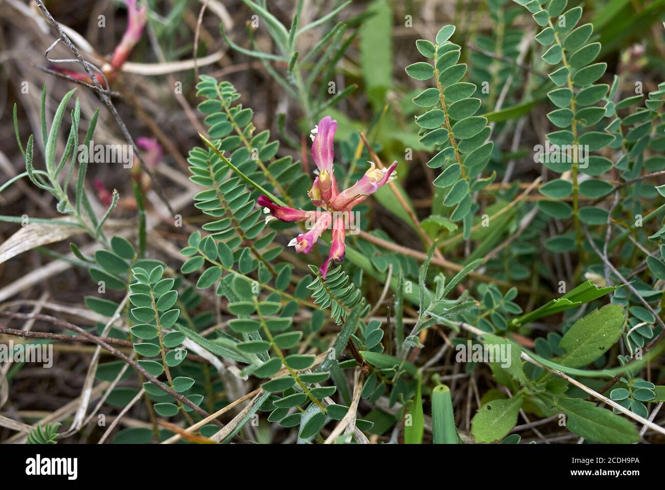 Astragalus monspessulanus pink flower and leaves close up Stock Photo