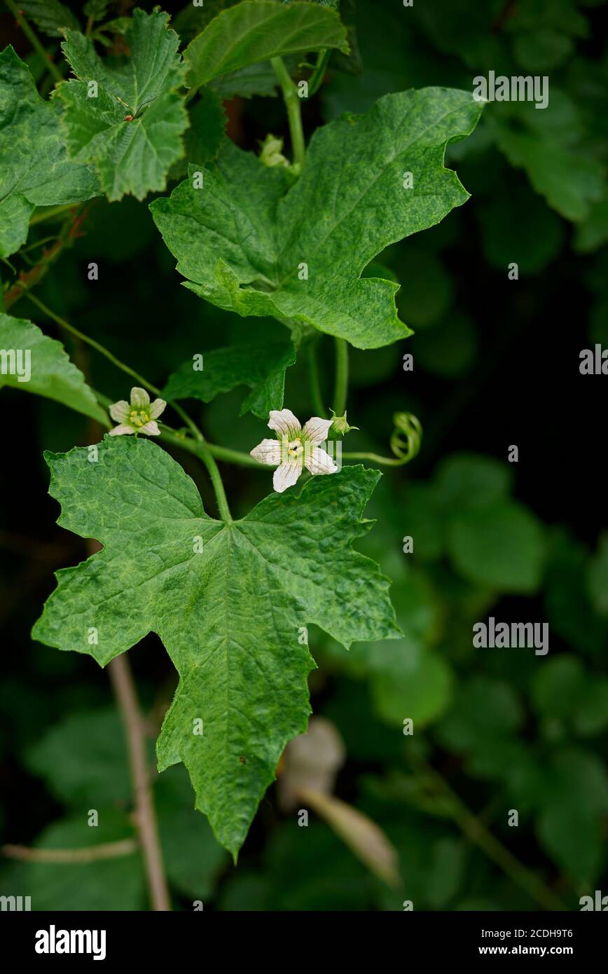 Bryony bryonia alba hires stock photography and images Alamy