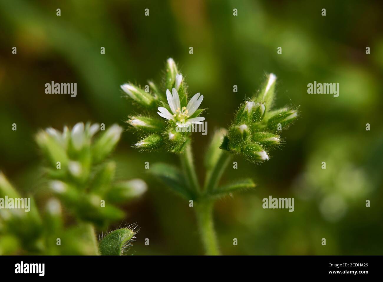 Cerastium fontanum white flower close up Stock Photo