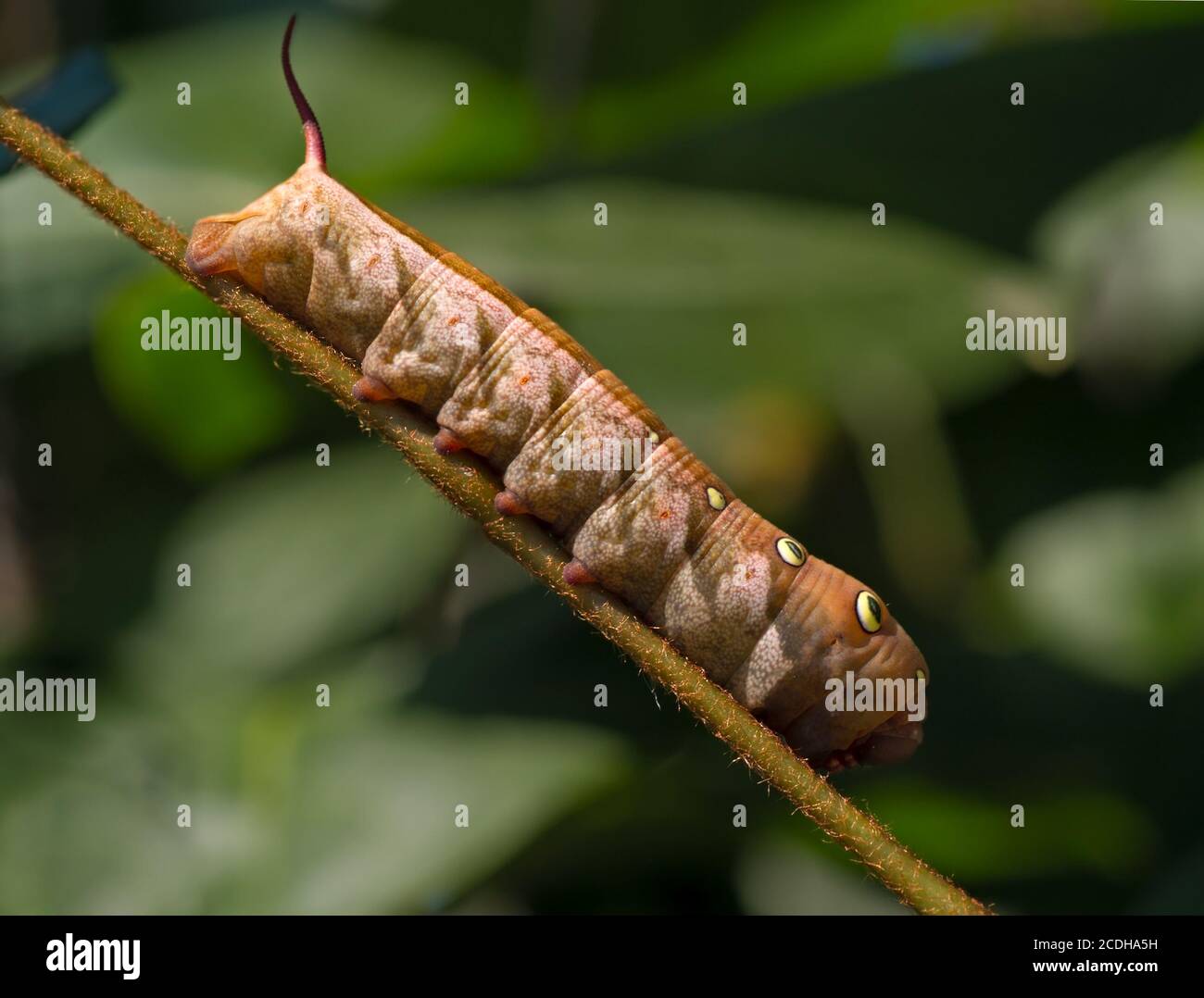 Large brown caterpillar Stock Photo