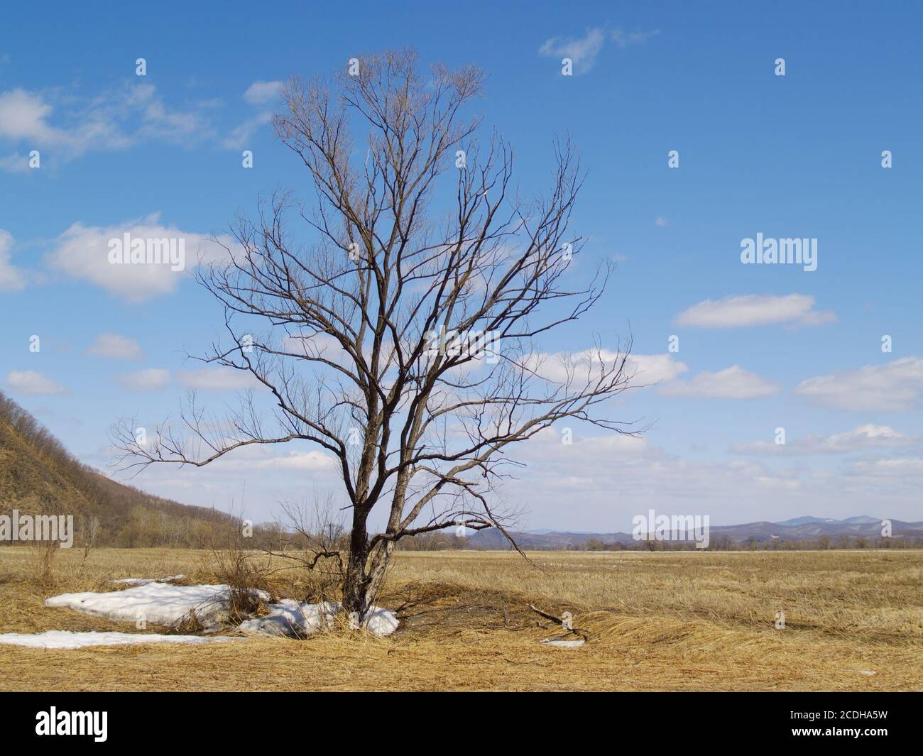 Lonely tree in the middle of a field Stock Photo