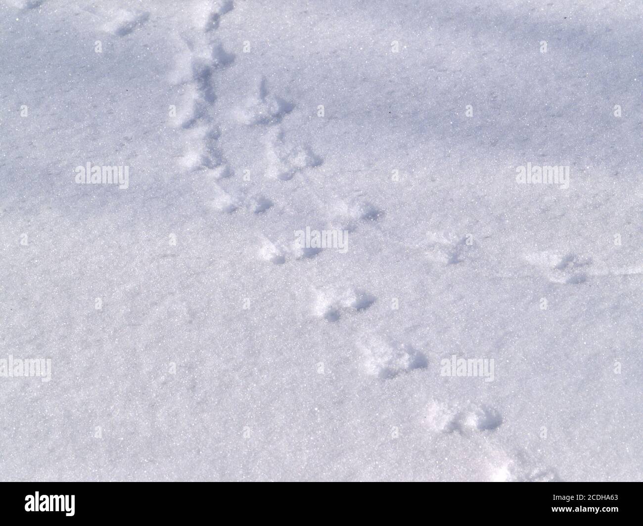 Snow mouse hi-res stock photography and images - Alamy