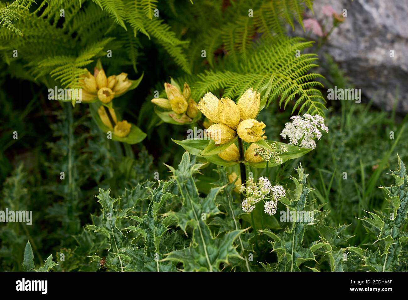 Gentiana punctata spotted yellow flowers Stock Photo