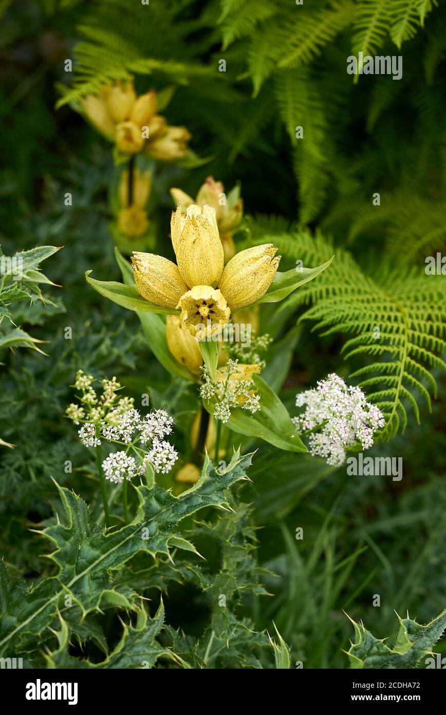 Gentiana punctata spotted yellow flowers Stock Photo