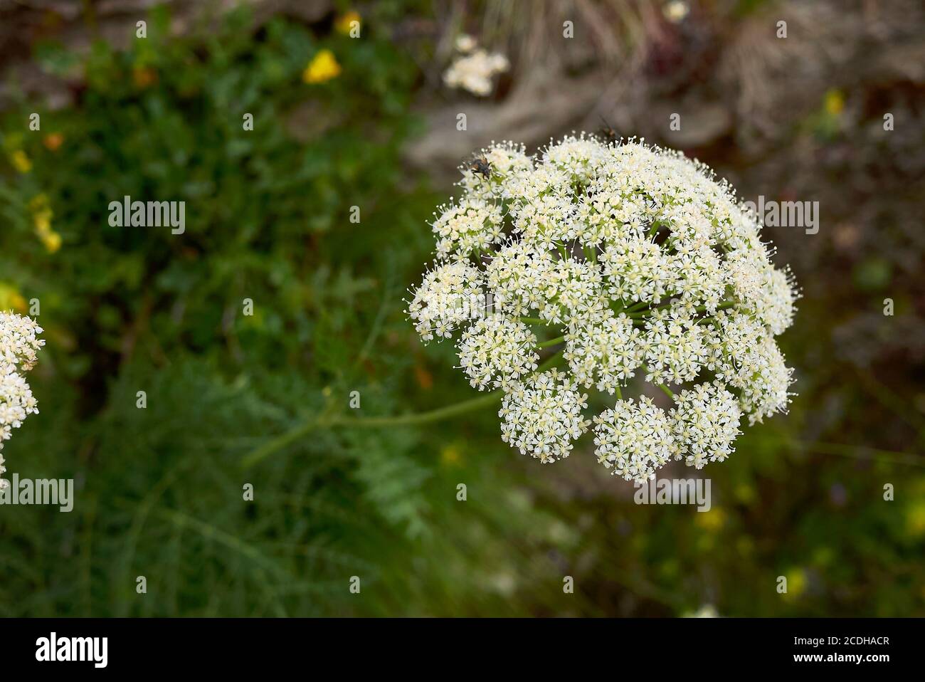 Laserpitium halleri white inflorescence Stock Photo