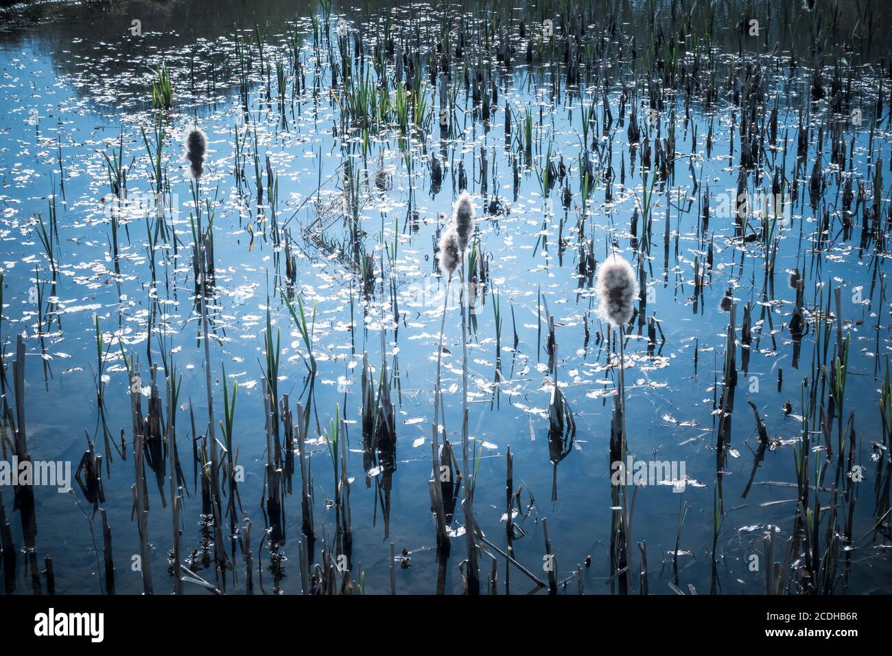 Bull Rushes Pond Bullrushes hi-res stock photography and images - Alamy