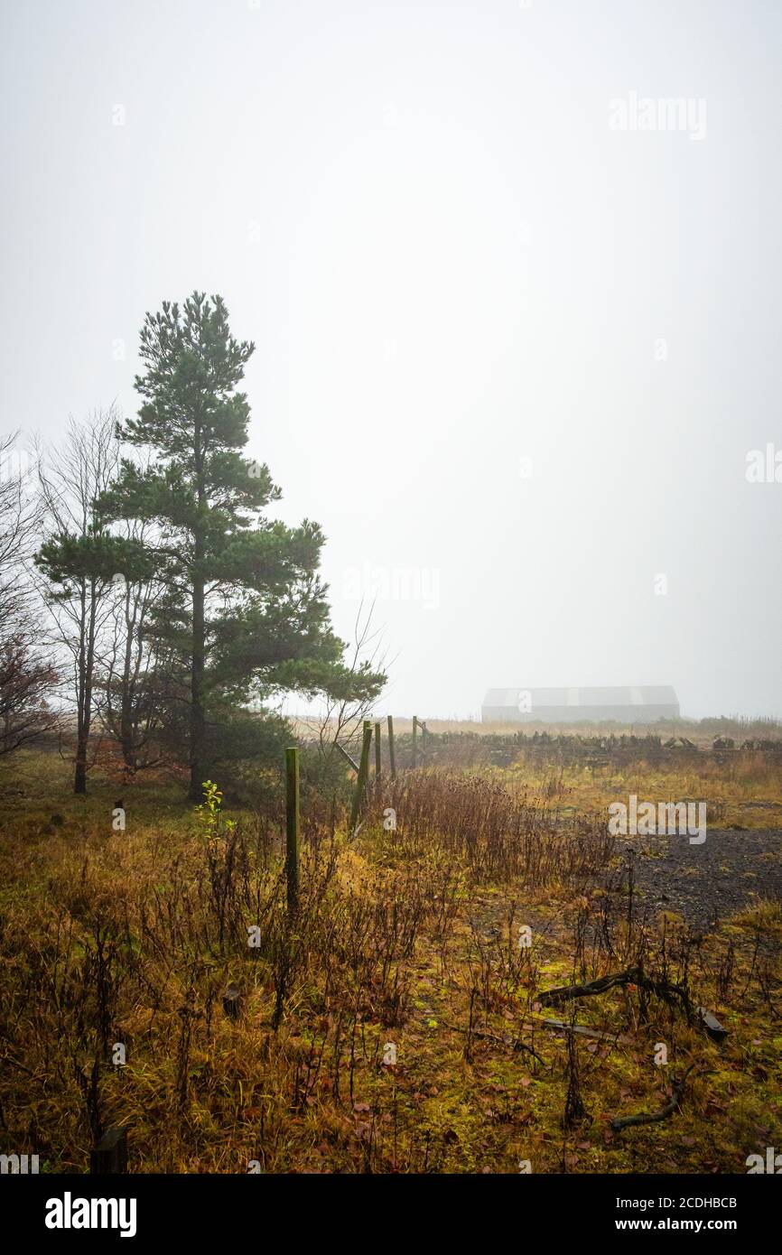 A low barn in the misty distance beyond a lone pine tree Stock Photo Alamy