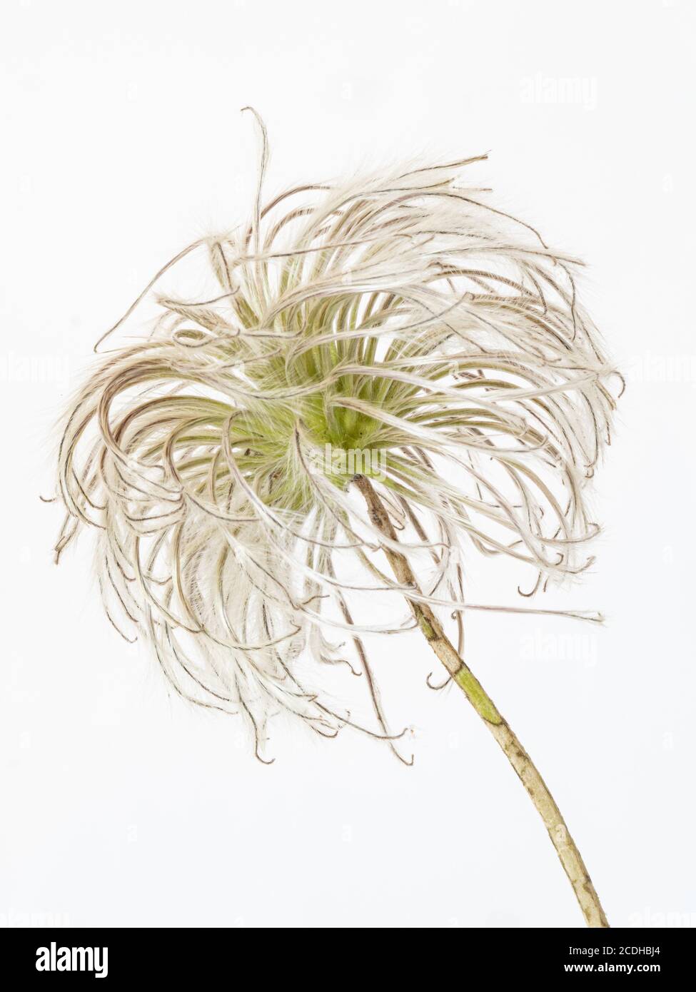 A close up of a single fluffy seed head of Clematis alpina against a plain white background Stock Photo