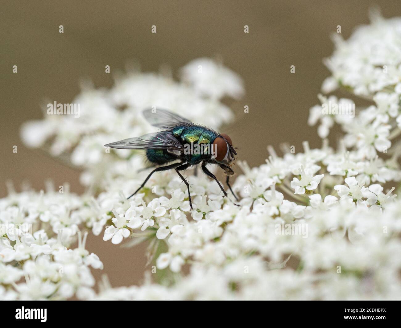 A close up of a common green bottle fly - Lucilia sericata feeding on the flowerhead of a wild carrot - Daucus carota Stock Photo