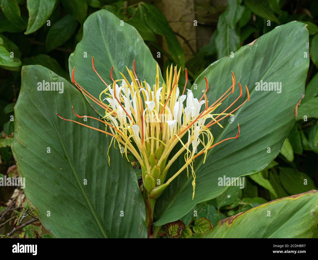 The white shaving brush like flower head of Hedychium ellipticum (Rock Butterfly Lily) Stock Photo